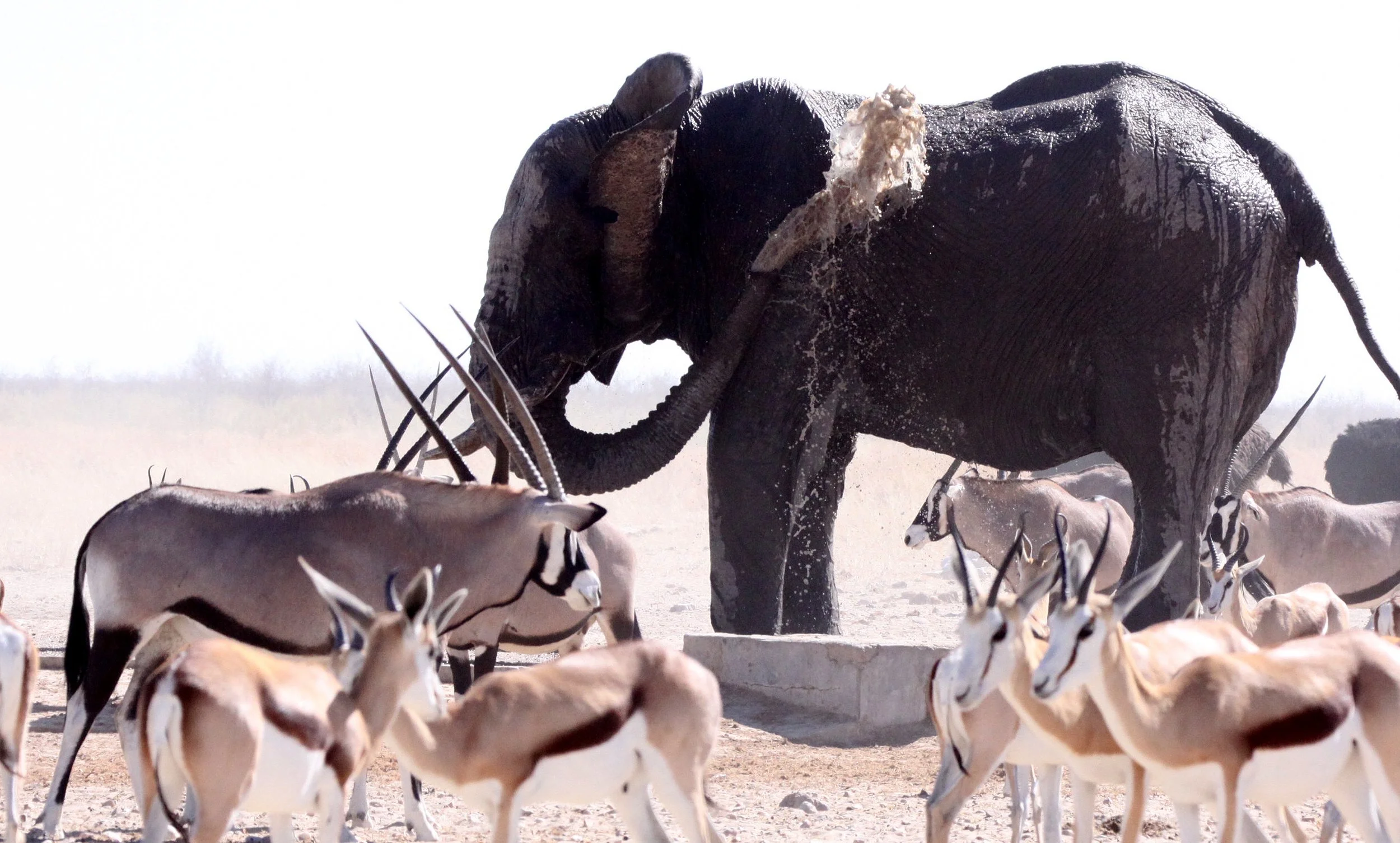 ELEPHANT - AFRICAN ELEPHANT - ETOSHA NATIONAL PARK NAMIBIA (45).JPG