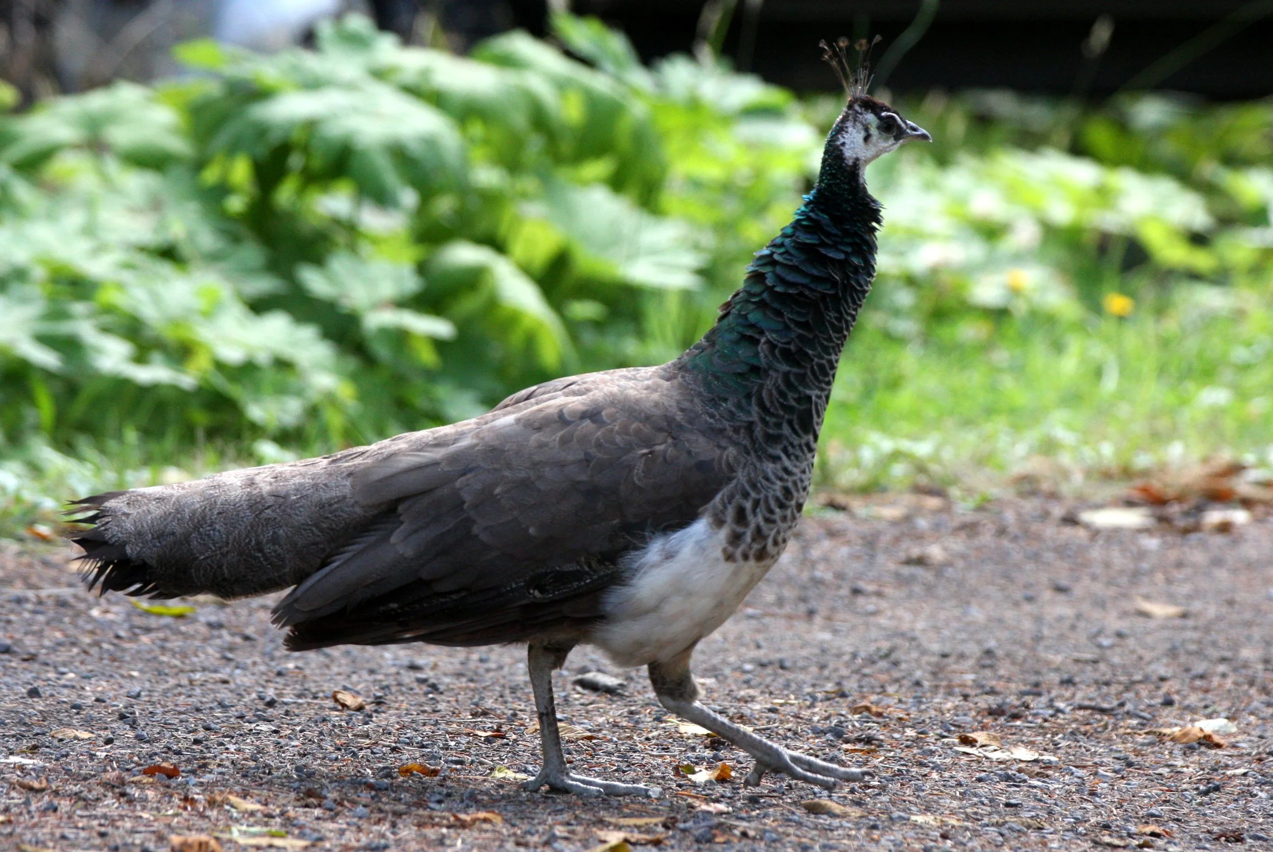 BIRD - PEACOCK - FEMALE - LAKE FARM TRAILS.JPG