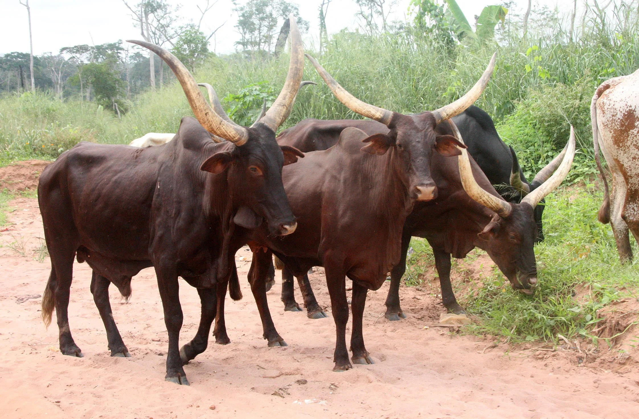 BODA - SOUTHERN AREAS -  CENTRAL AFRICAN REPUBLIC (7).JPG