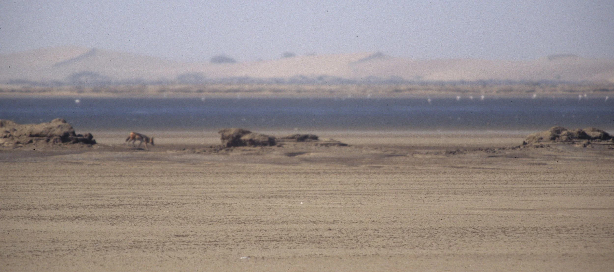 CANID - JACKEL - SIDESTRIPED - NAMIBIA (5).jpg