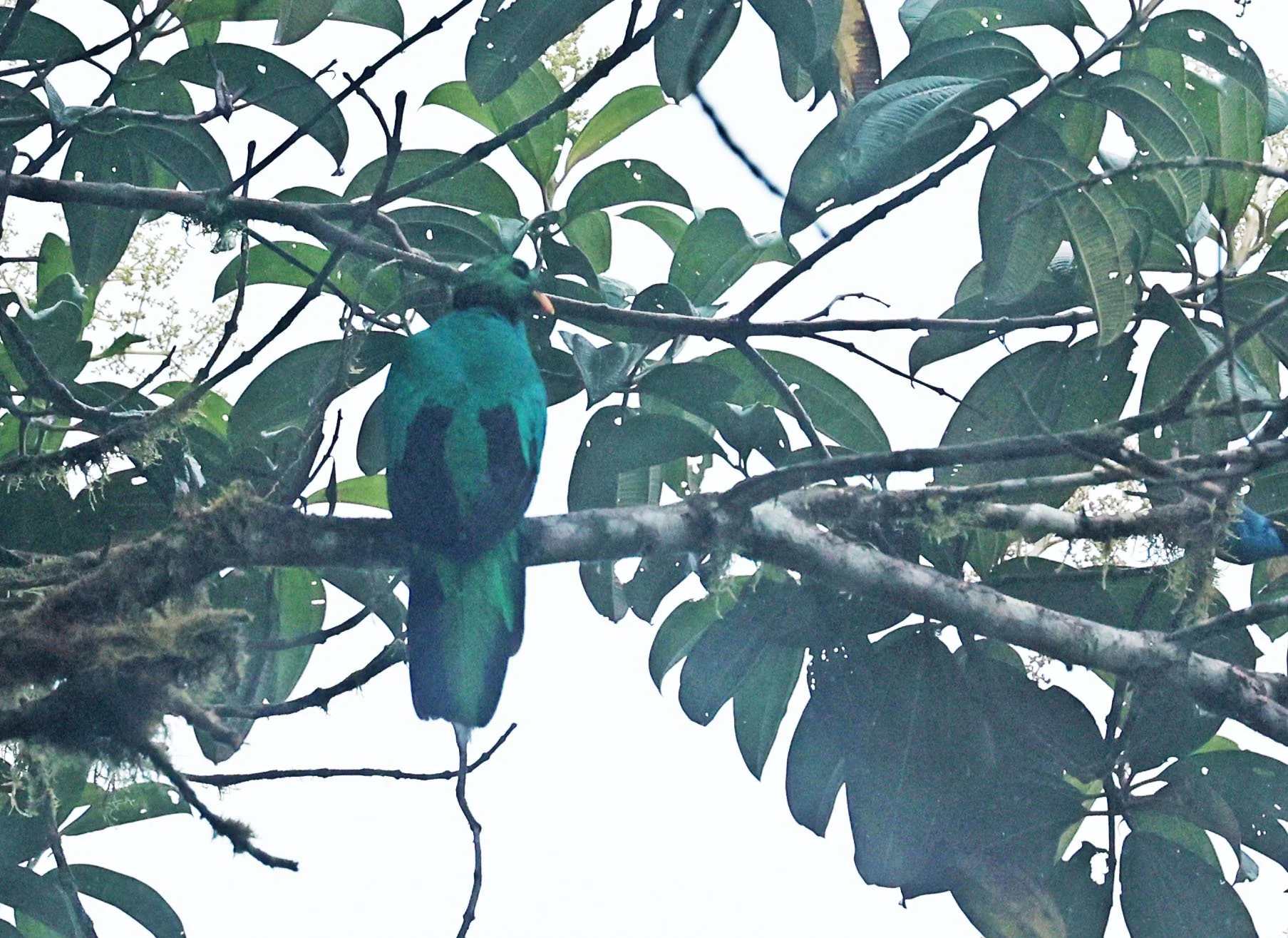 Quetzal - Crested Quetzal - Pharomachrus antisianus - Mindo, Ecuador - Chocoan Lowlands and Valley  (5).jpg