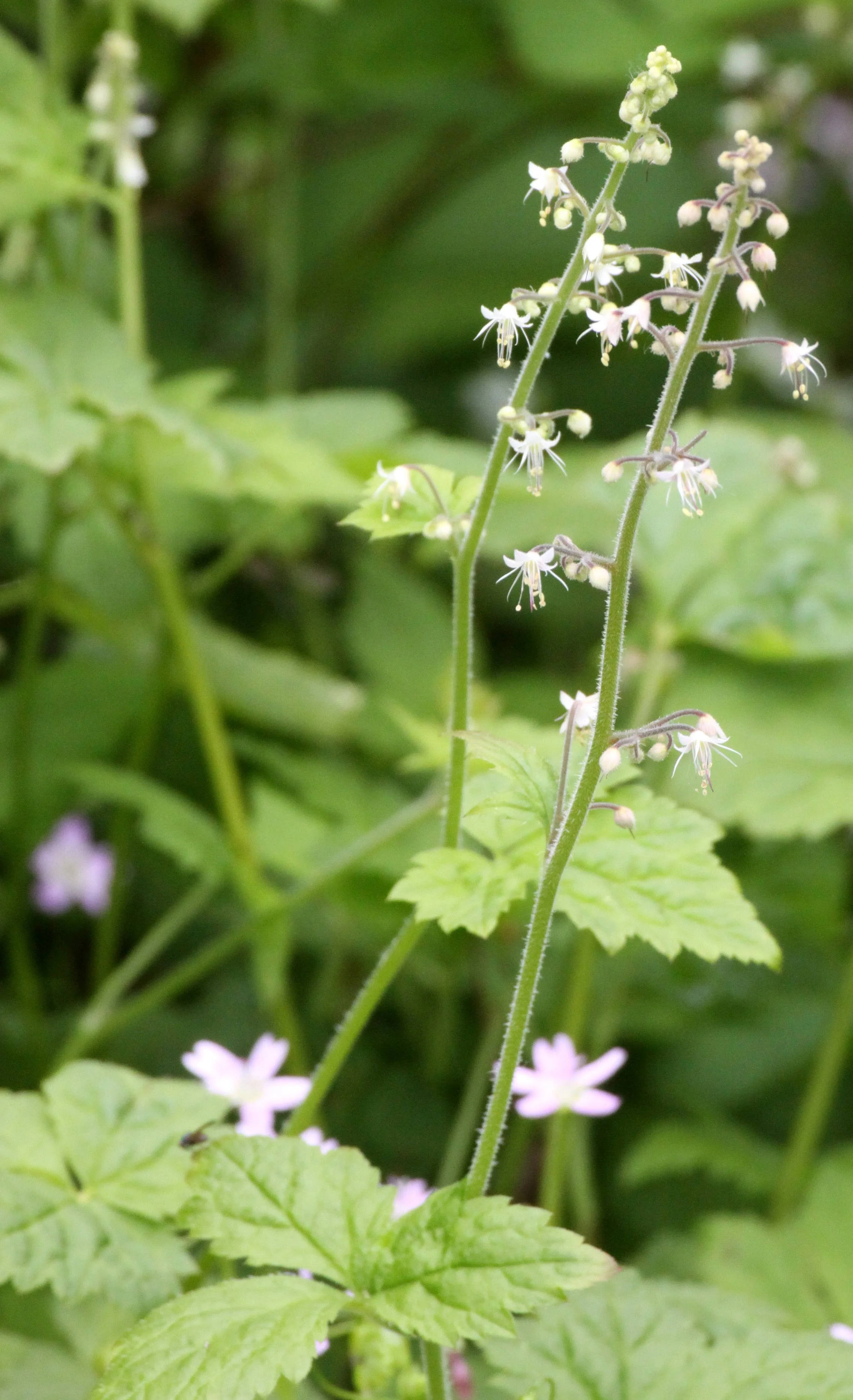 SAXIFRAGACEAE - TREFOILS FOAM FLOWER - THOMPSON SOUND BC (2).JPG