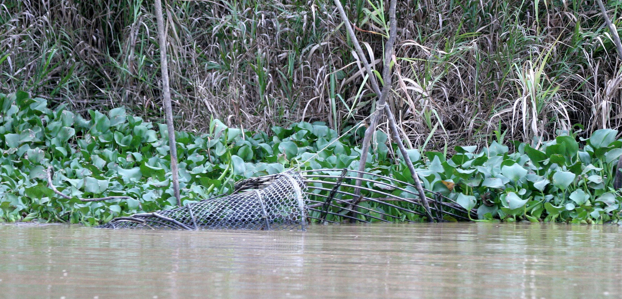 KINABATANGAN RIVER BORNEO - FISH BASKET.JPG