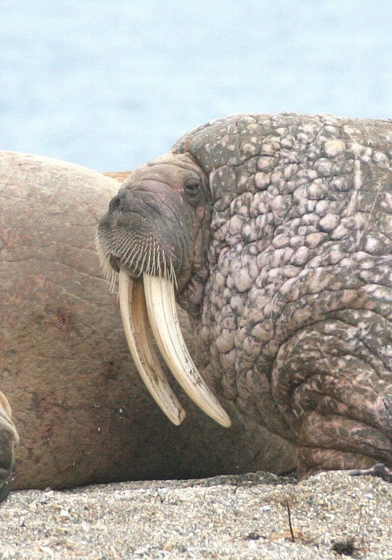 PINNIPED - WALRUS - ATLANTIC WALRUS - SVALBARD (162).jpg