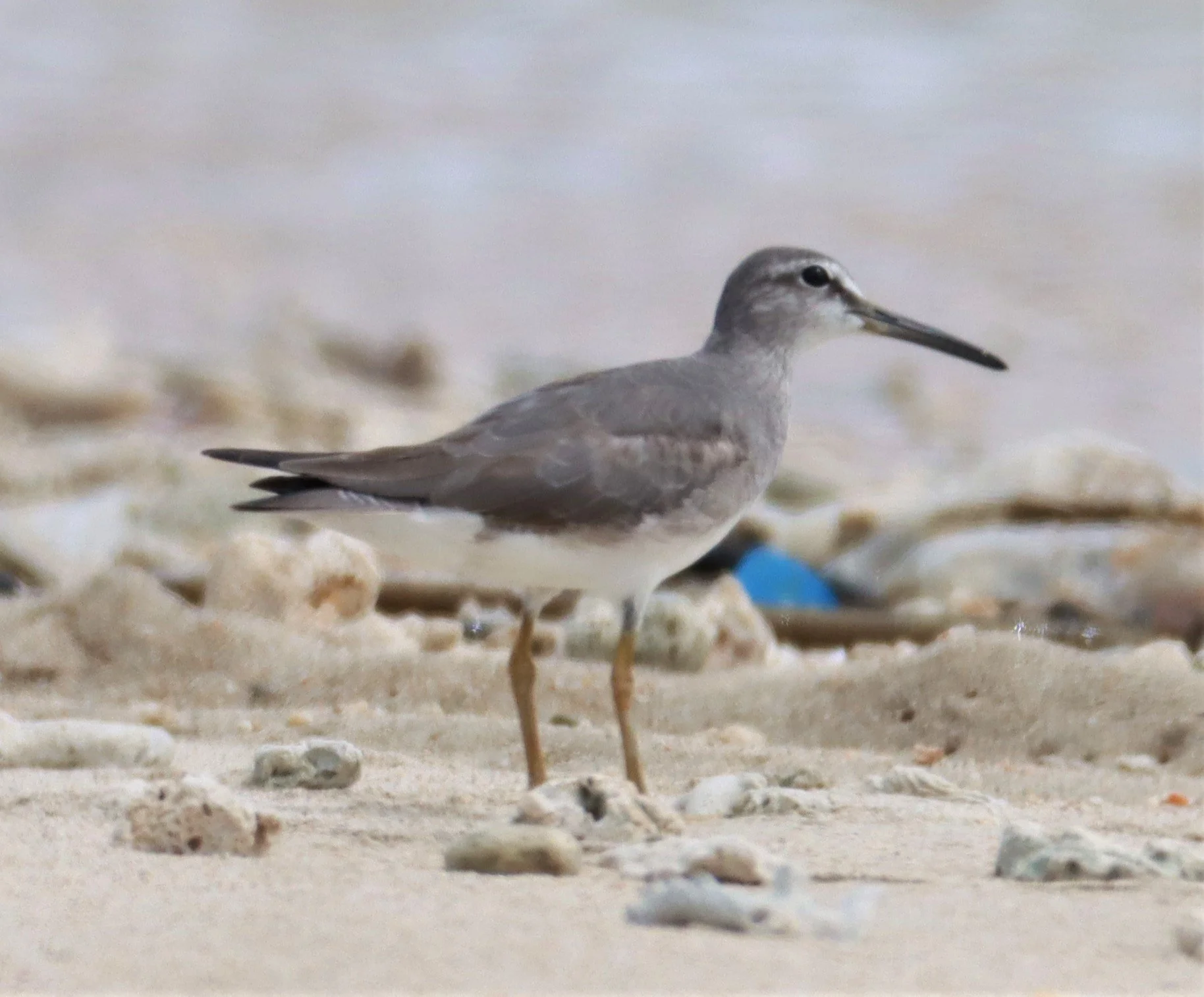 TATTLER - GREY-TAILED TATTLER - Tringa brevipes - LAEM PAKARANG PHANG NGA (10).jpg