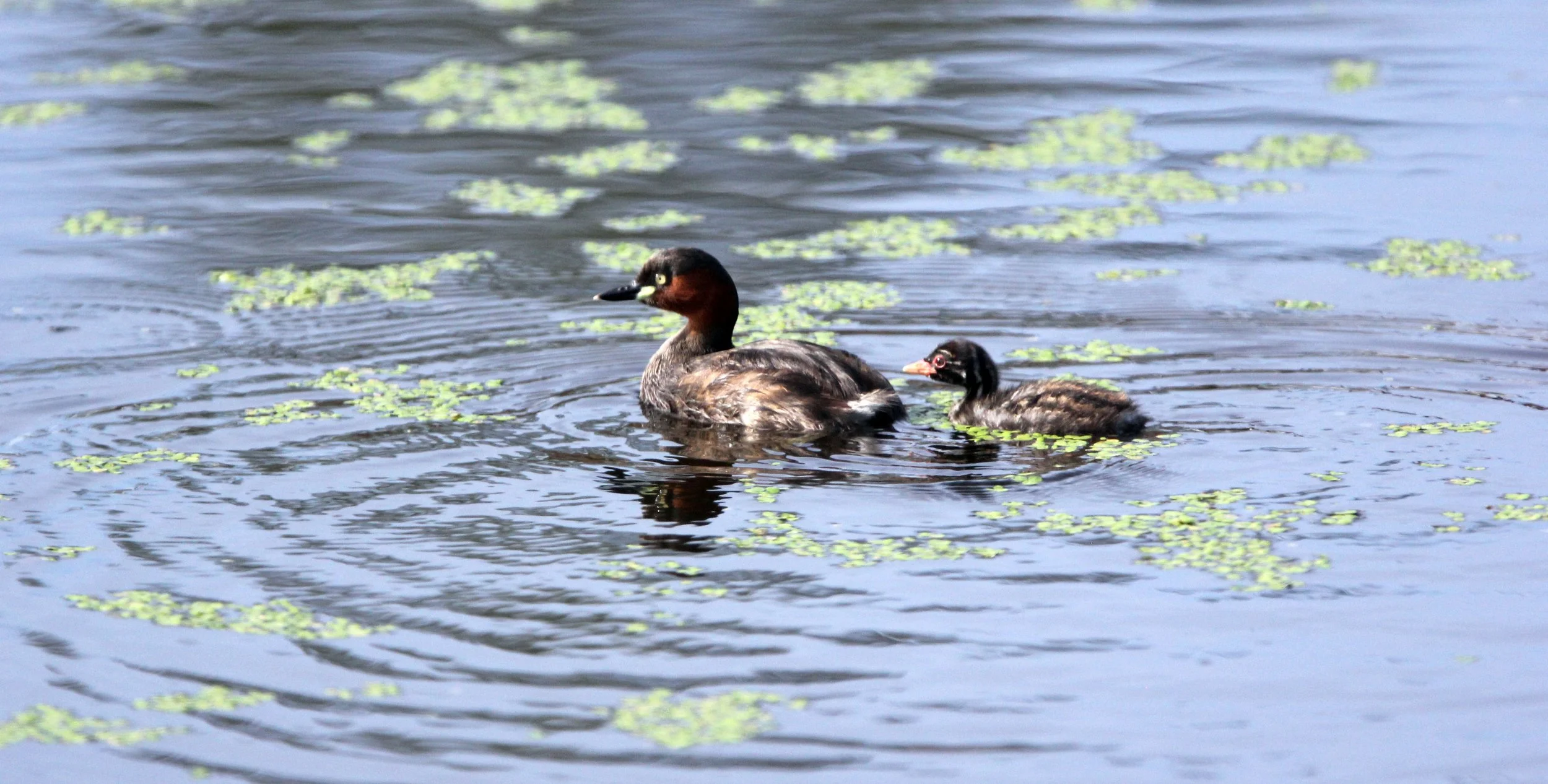 Little Grebe (Tachybaptus ruficollis) Nakhon Si Thammarat Wetlands Thailand (3).JPG