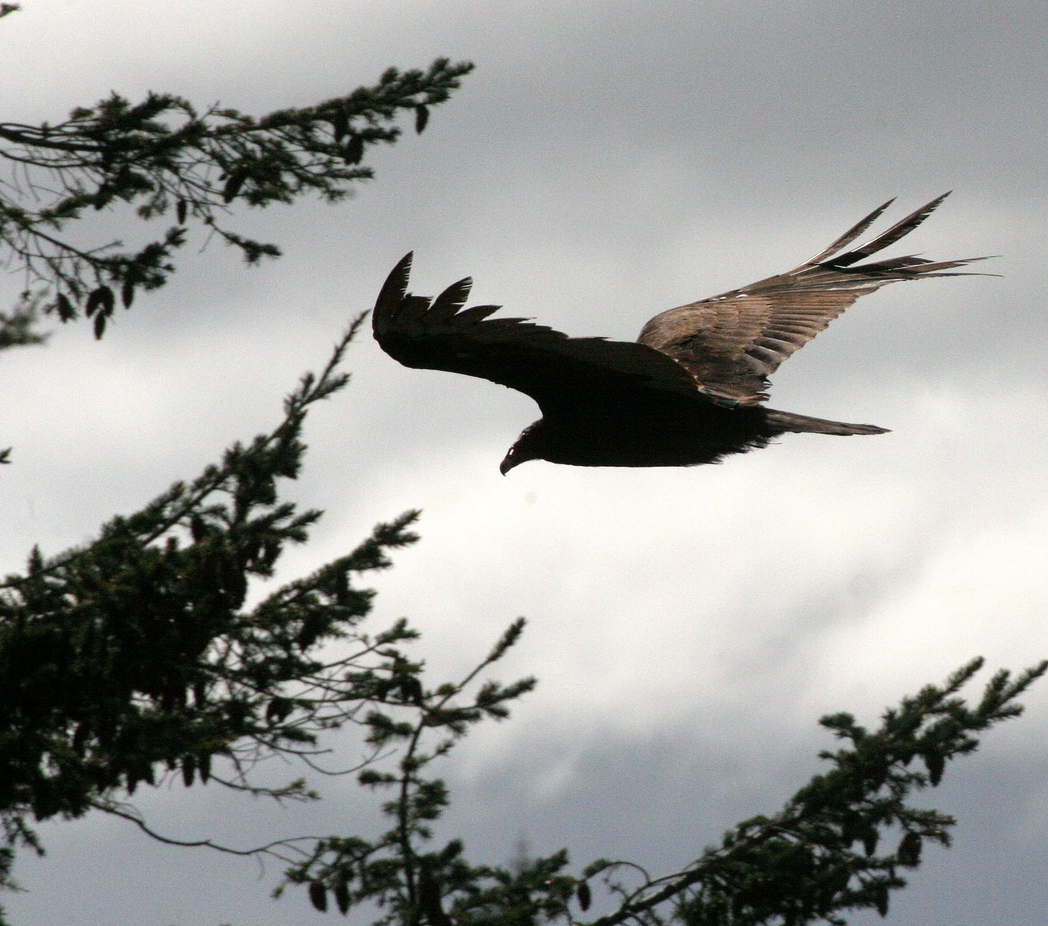 BIRD - VULTURE - TURKEY VULTURE - LAKE FARM BLUFFS WASHINGTON (40).JPG
