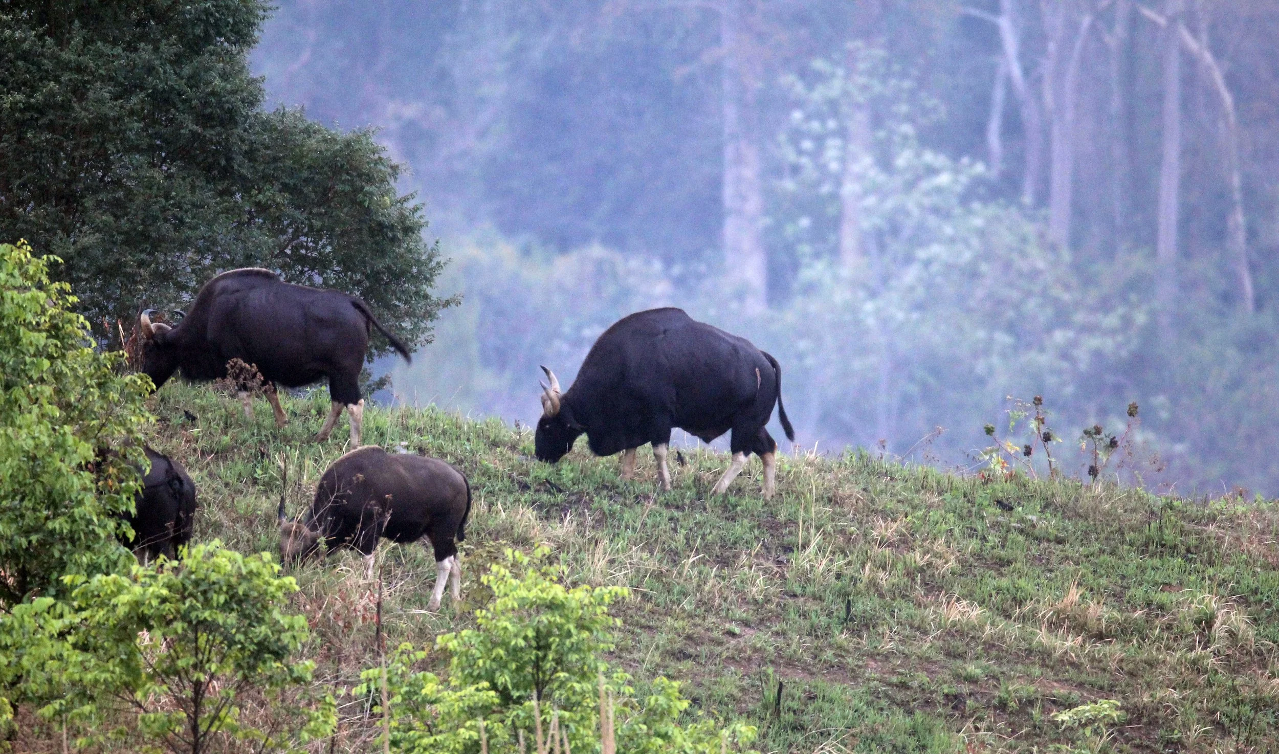 GAUR - SOUTHEAST ASIAN GAUR - Bos gaurus laosiensis - KHAO PANG MA NONHUNTING AREA THAILAND RAW (142).JPG