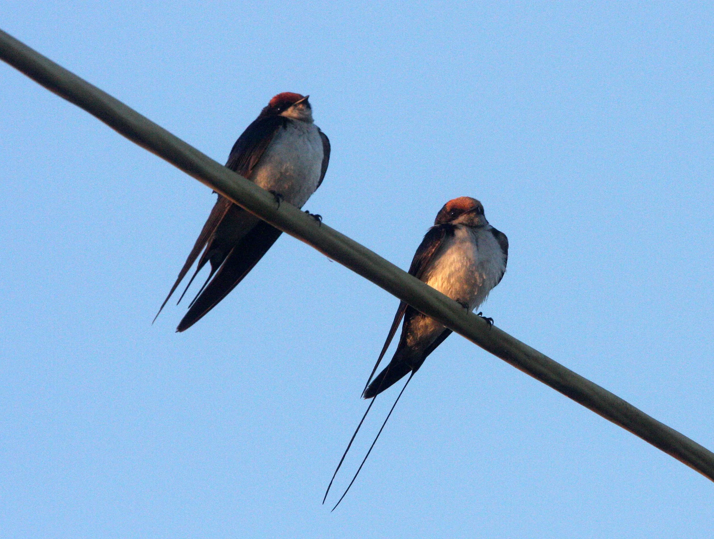 Wire-tailed Swallow (Hirundo smithii) Rann of Kutch Gujarat India (2).JPG