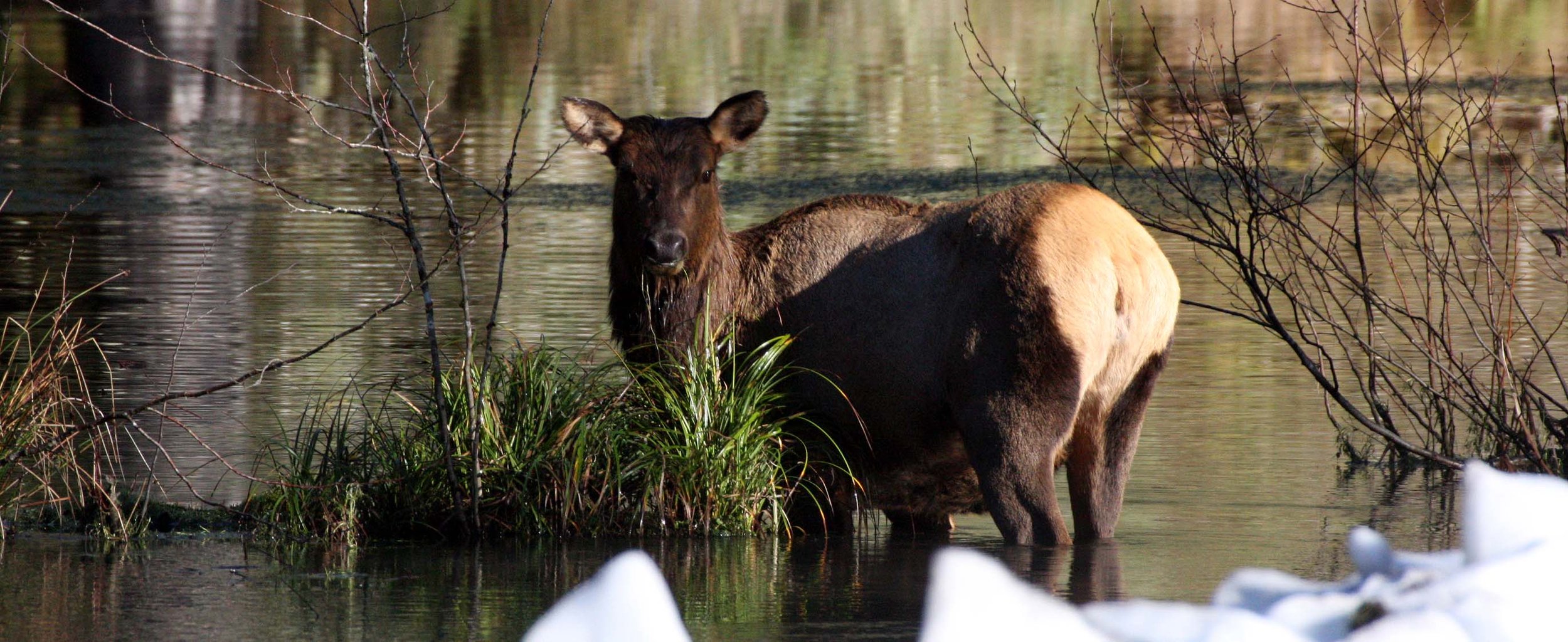 CERVID - ELK- ROOSEVELT ELK - HOH RAINFOREST WA.JPG
