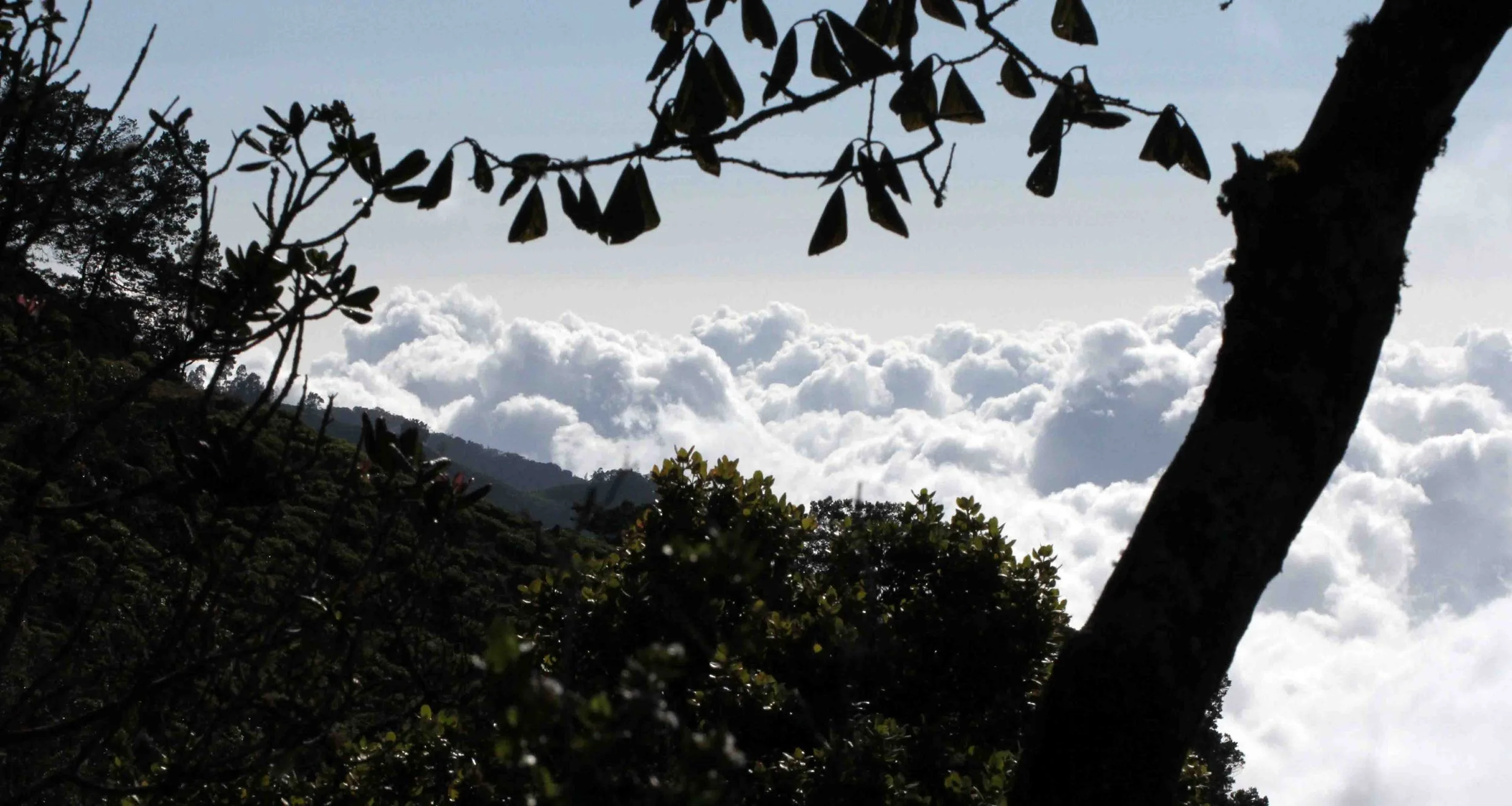 NUWARA ELIYA， HORTON PLAINS NATIONAL PARK,  SRI LANKA (29).JPG
