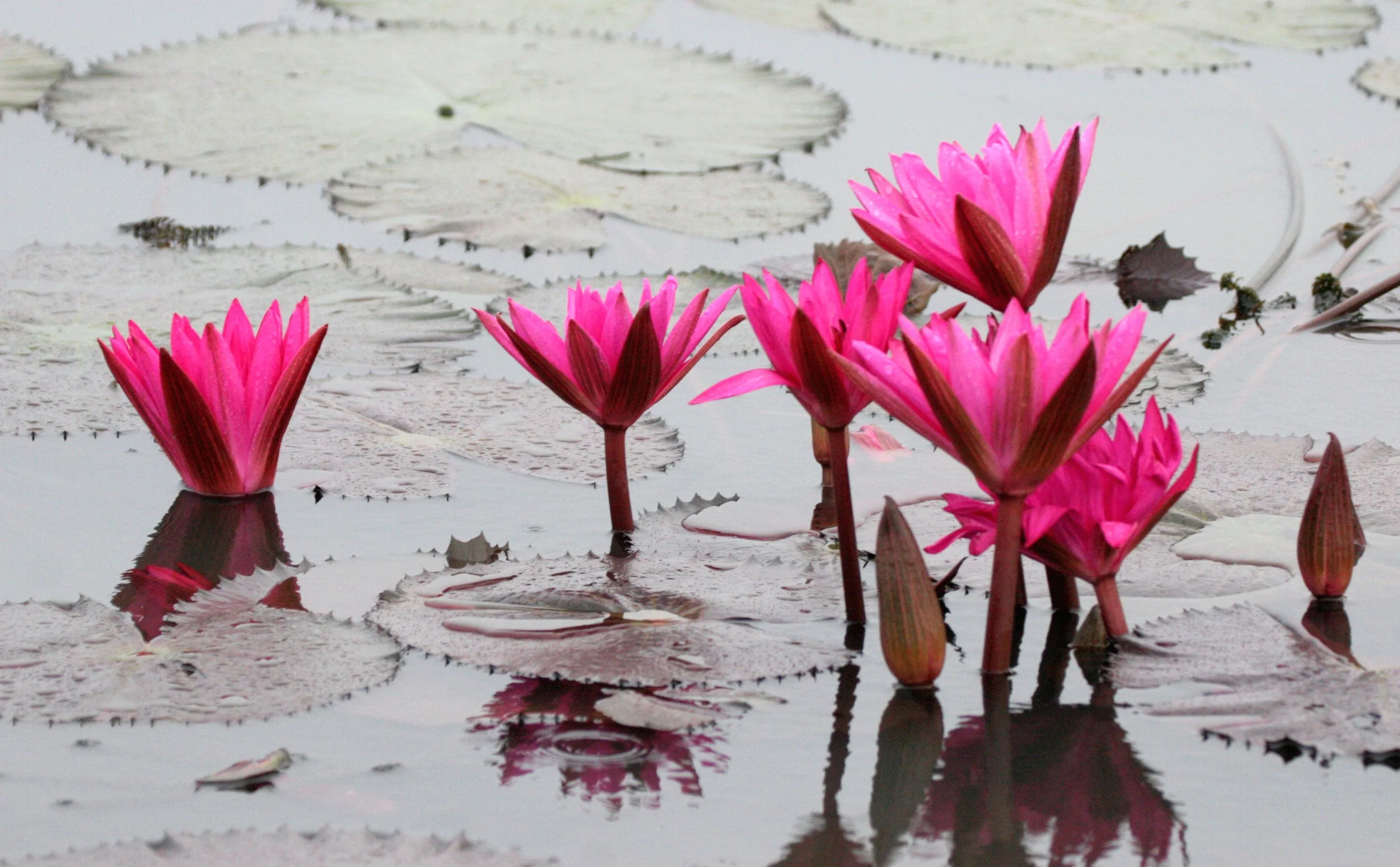 BUENG BORAPHET THAILAND - LOTUS AND LILY AREAS.JPG