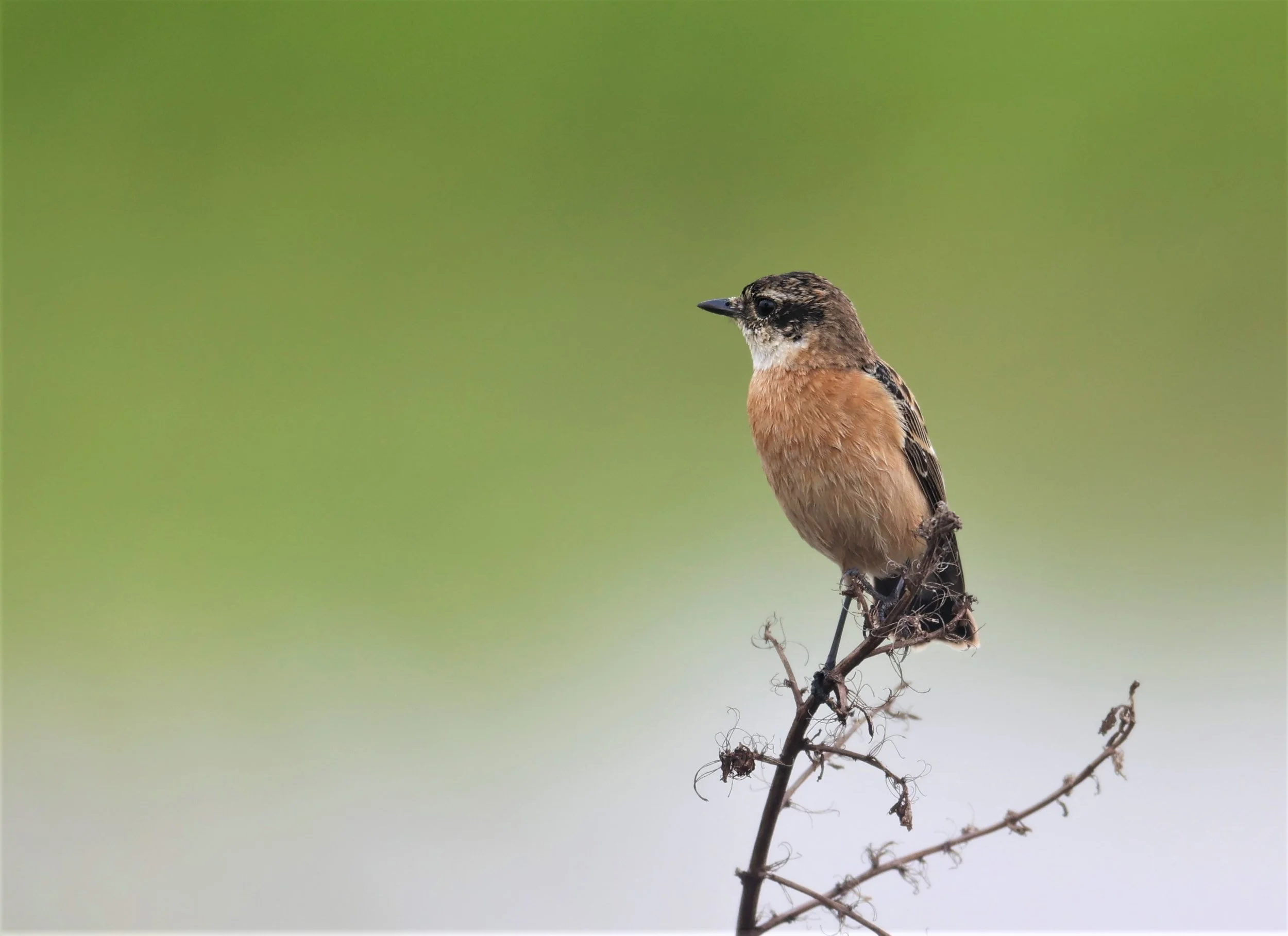 STONECHAT - AMUR (STEJNEGER'S) STONECHAT - Saxicola stejnegeri - PATHUM THANI RICE RESEARCH CENTER 06 NOV 2021 (10).JPG