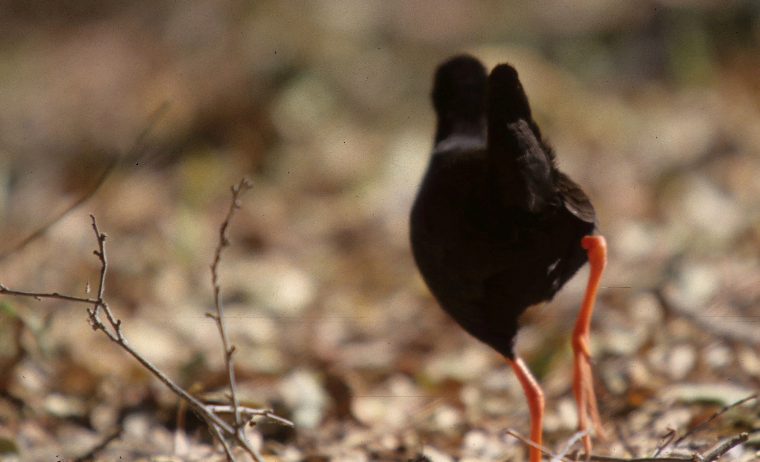 BIRDS - BLACK BISHOP - UGANDA B.jpg