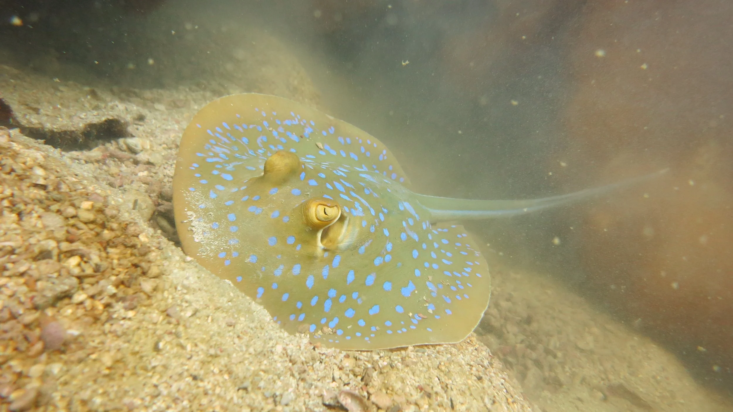 2016 BPS Satthahip Dive Trip with Marine Conservation Club (77).JPG