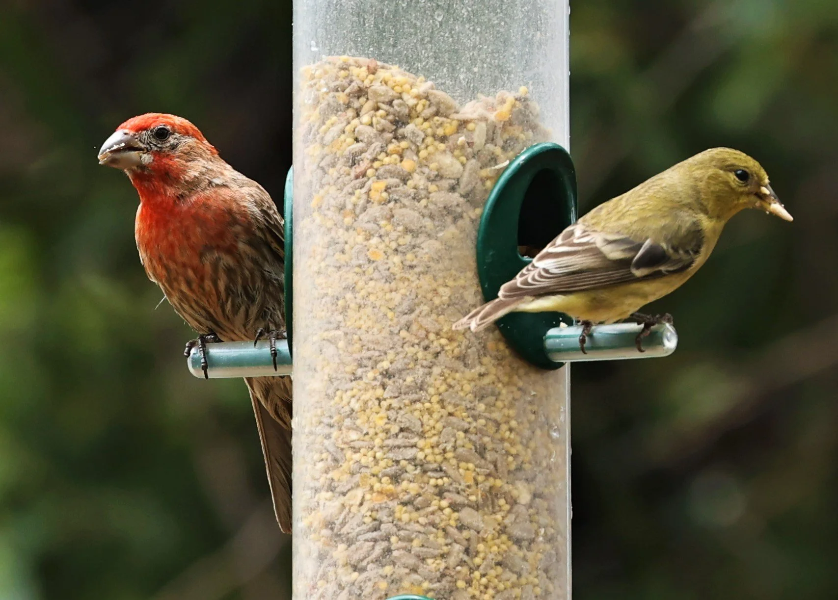 House Finch (Haemorhous mexicanus) Ash Canyon Arizona (10).jpg