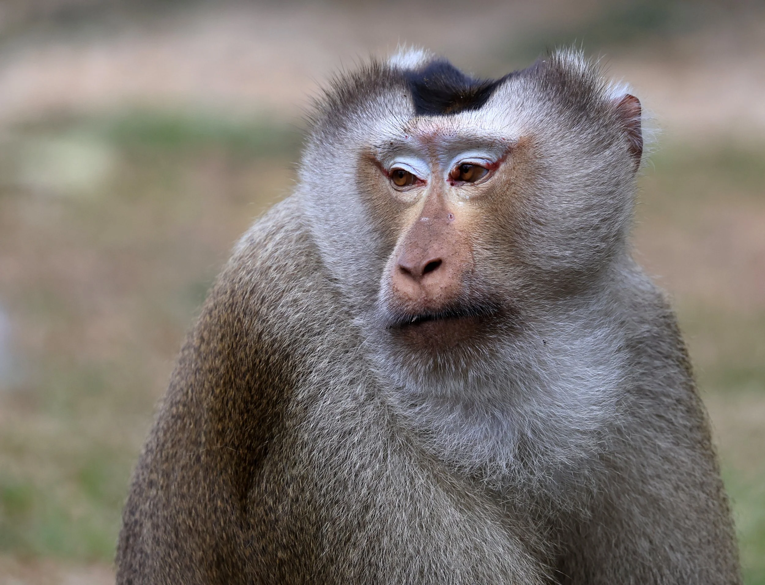 Northern Pig-tailed Macaque (Macaca leonina) Khao Yai National Park Feb 2026 Day 3 (55).jpg