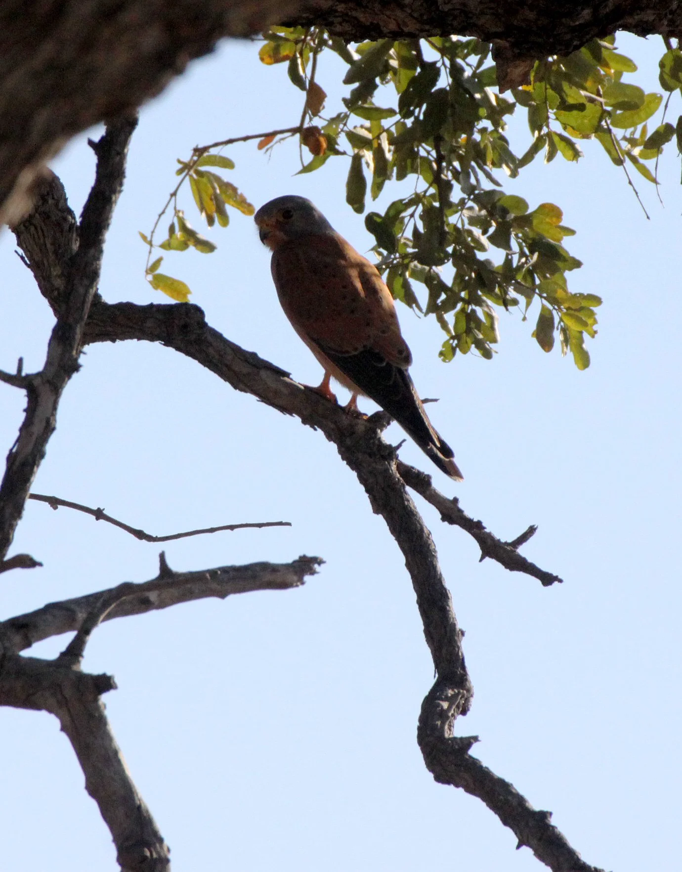 BIRD - KESTREL - ROCK KESTREL - FALCO RUPICOLIS - PLANET BAOBAB RESERVE KALAHARI (4).JPG