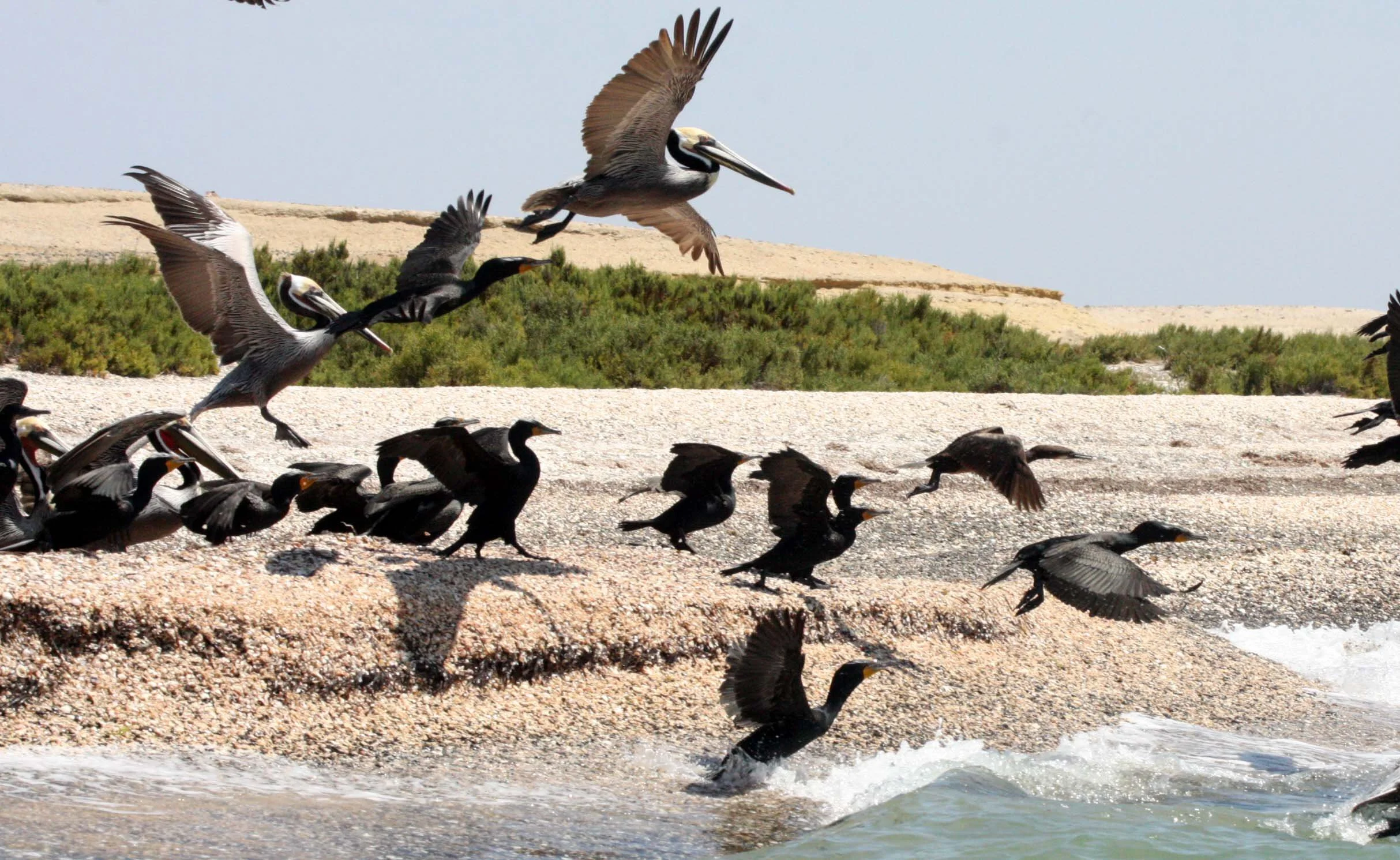 Pelecanus occidentalis - BROWN PELICAN - WITH DOUBLE-CRESTED CORMORANTS - SAN IGNACIO LAGOON BAJA MEXICO (5).JPG