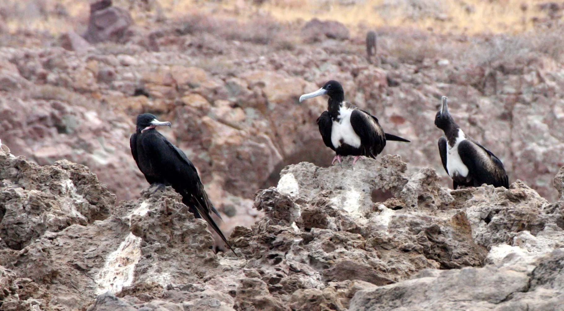 Magnificent Frigatebird (Fregata magnificens) Montserrat Island, Baja Mexico (1).JPG