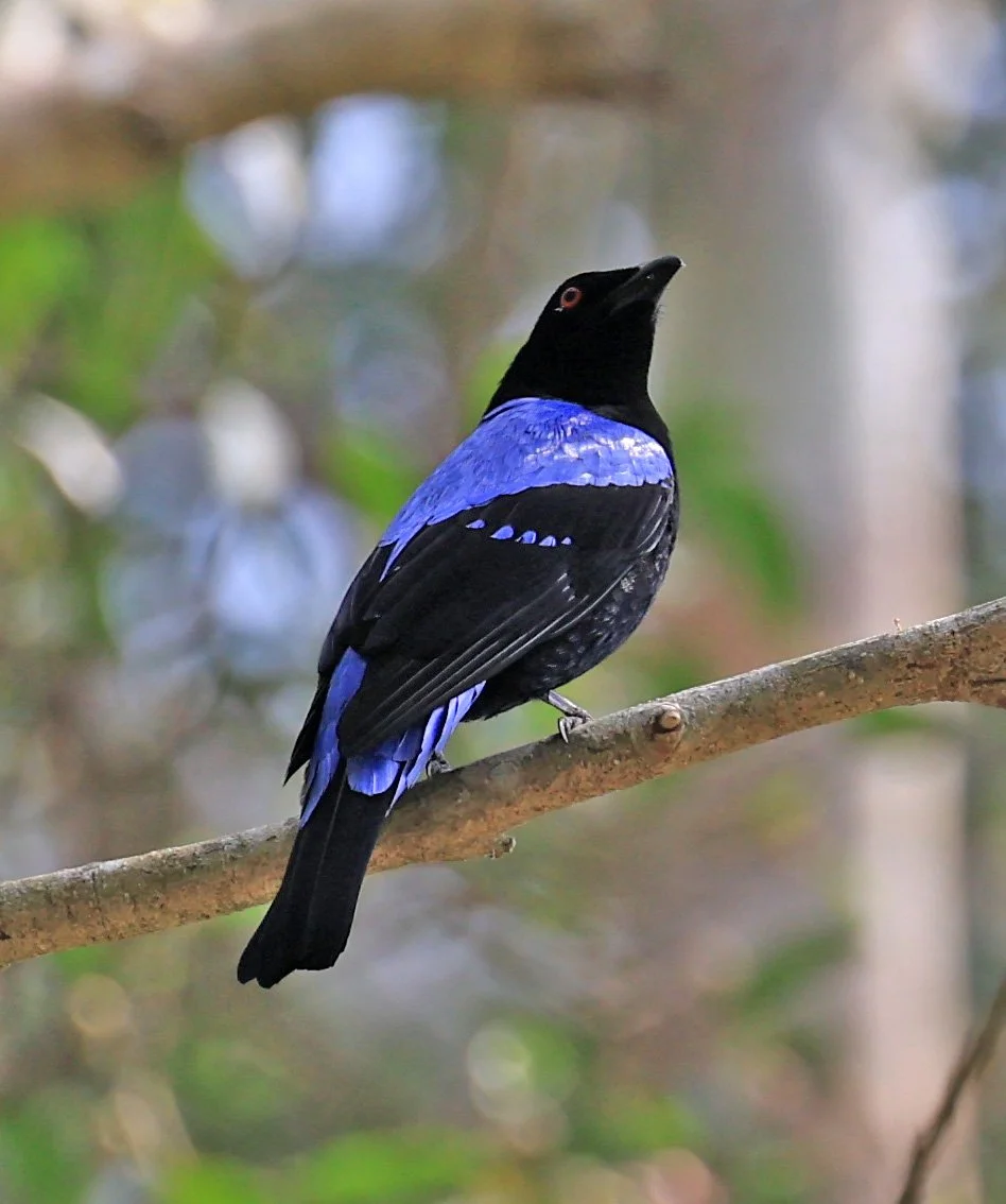 Asian Fairy-bluebird (Irena puella) Khao Yai National Park Feb 2026 Day 2 (27).jpg