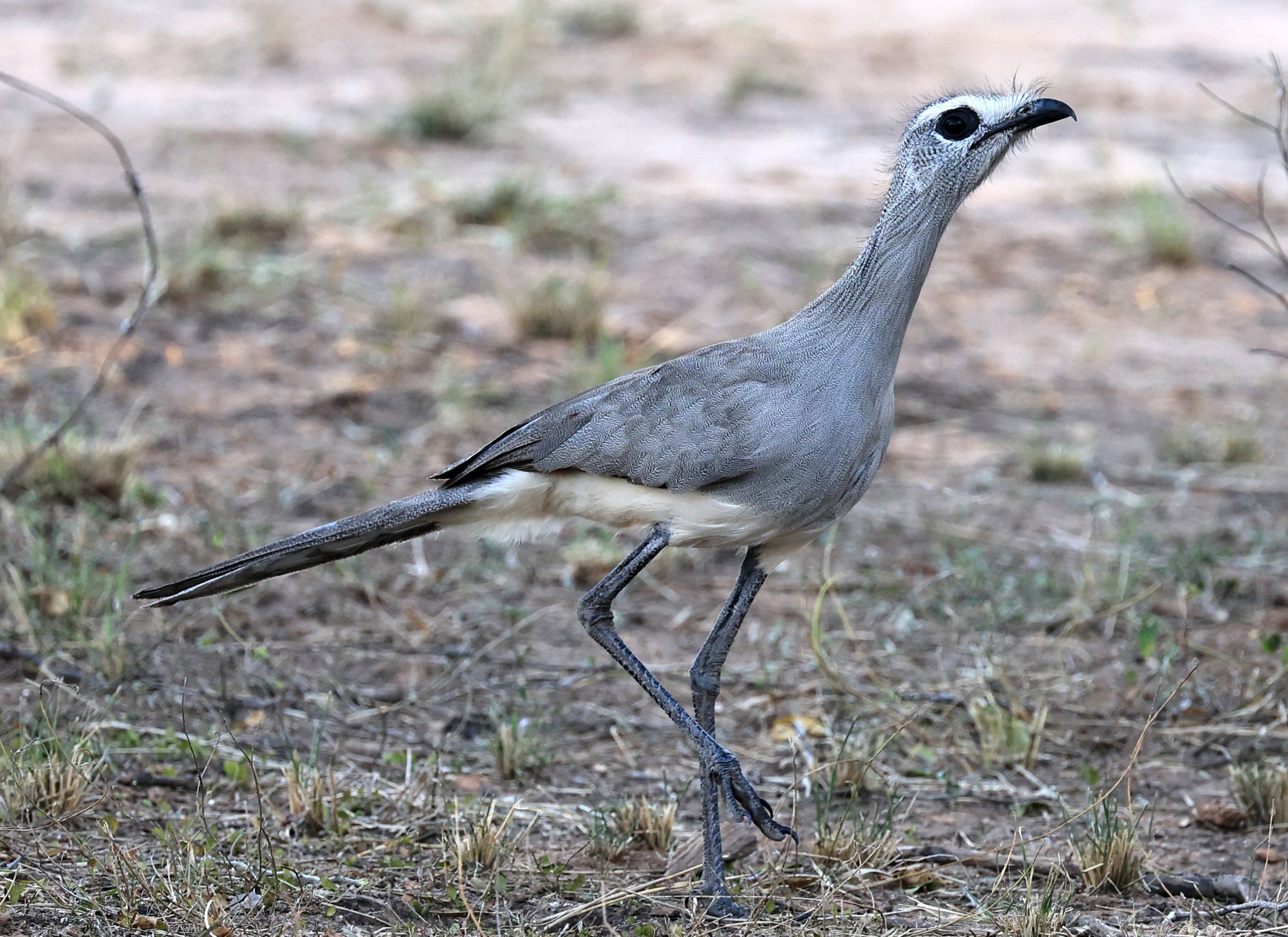 Black-legged Seriema (Chunga burmeisteri) Parque Nacional Teniente Agripino Enciso (42).jpg