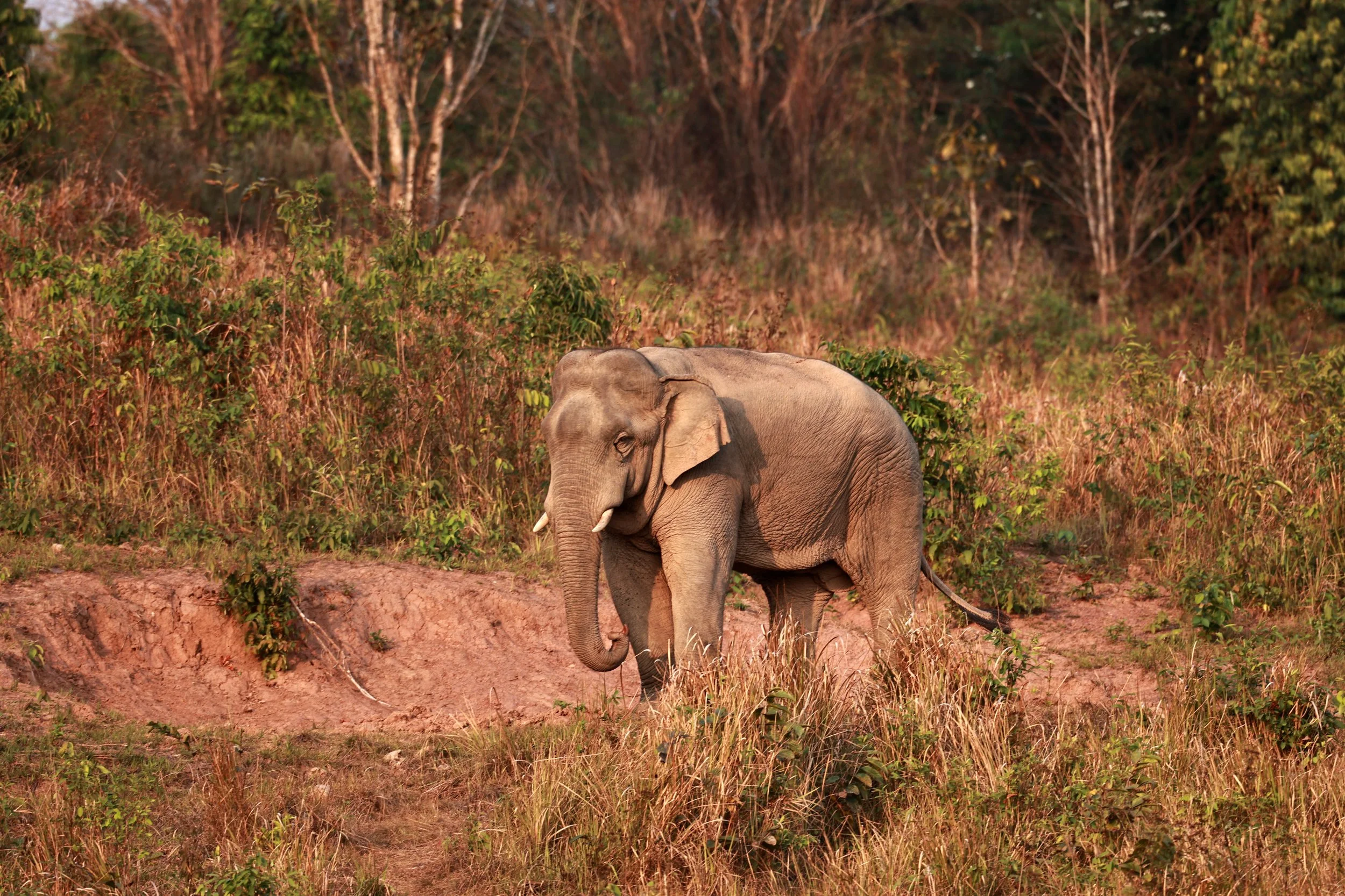 Asian Elephant (Elephas maximus) Khao Yai National Park, Thailand (14).jpg