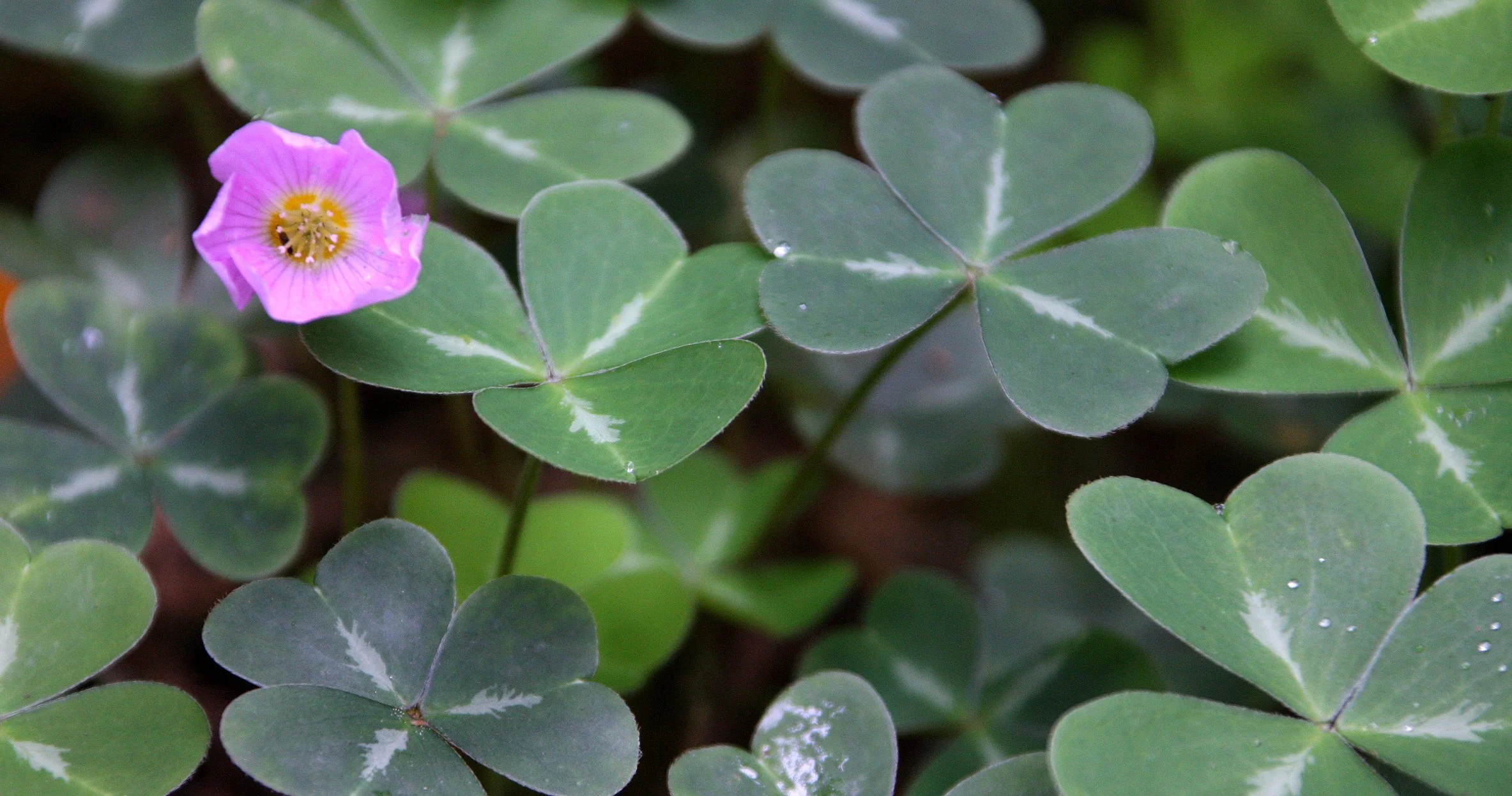 OXALIDACEAE - OXALIS SPECIES - AVENUE OF THE GIANTS - HUMBOLDT REDWOODS STATE PARK CAL (8).JPG
