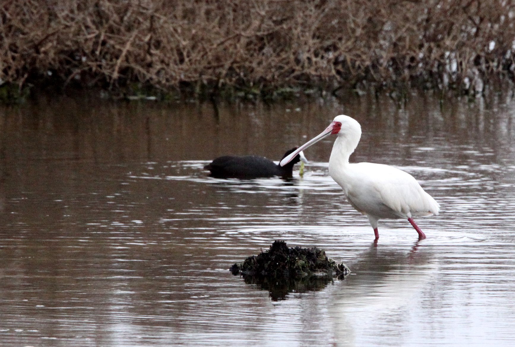 SPOONBILL - AFRICAN SPOONBILL - Platalea alba - DE HOOP RESERVE SOUTH AFRICA (8).JPG