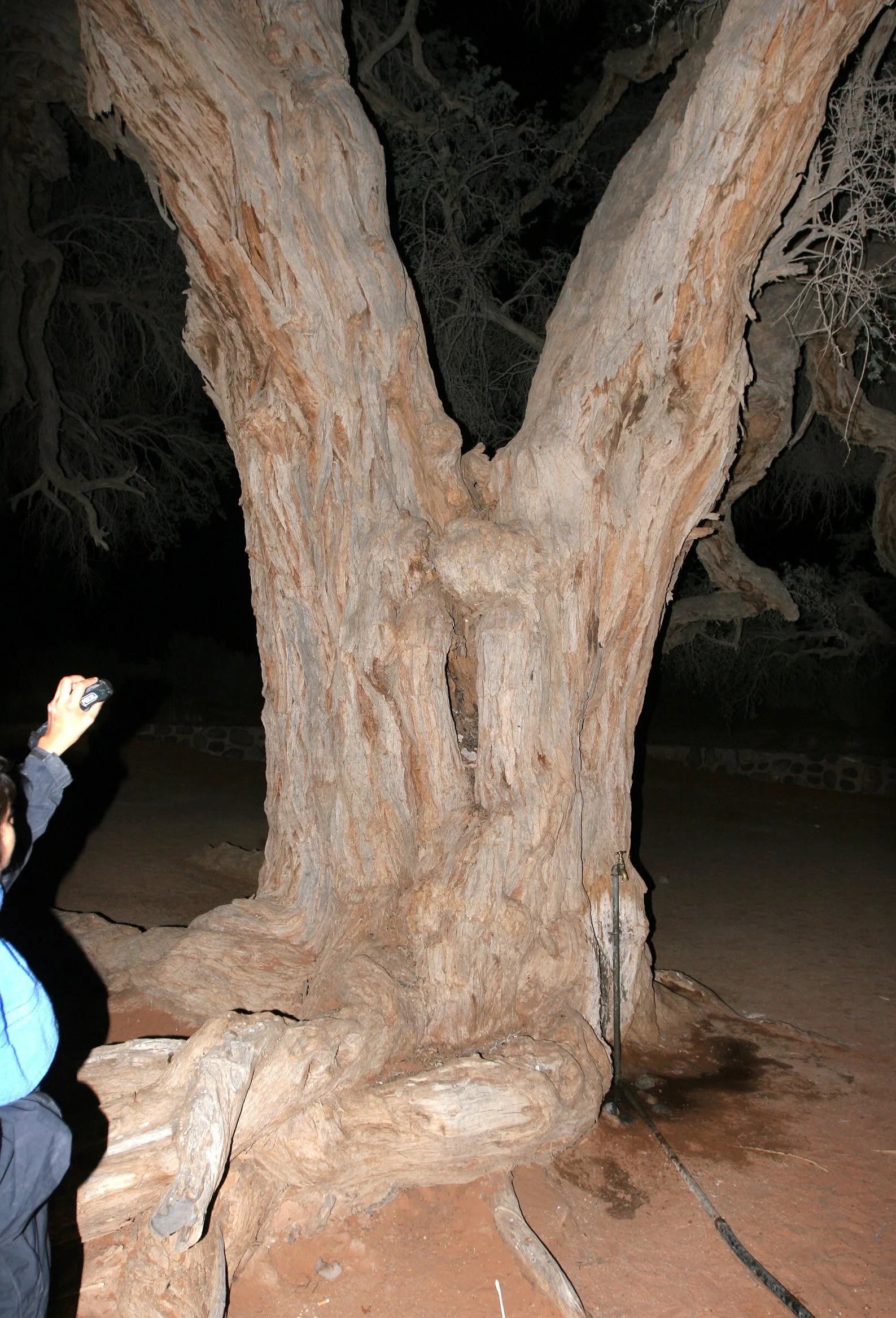 KGALAGADI NATIONAL PARK SOUTH AFRICA - ACACIA IN CAMP.JPG