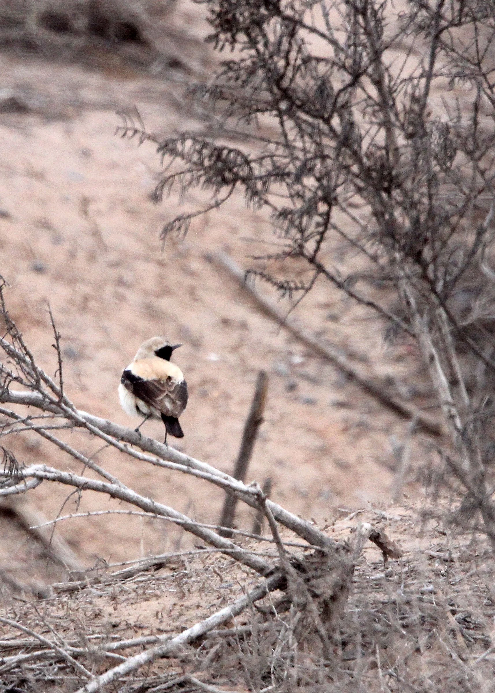 BIRD - WHEATEAR - DESERT WHEATEAR - WUTONG GOU DESERT ATTRACTION XINJIANG CHINA (2).JPG