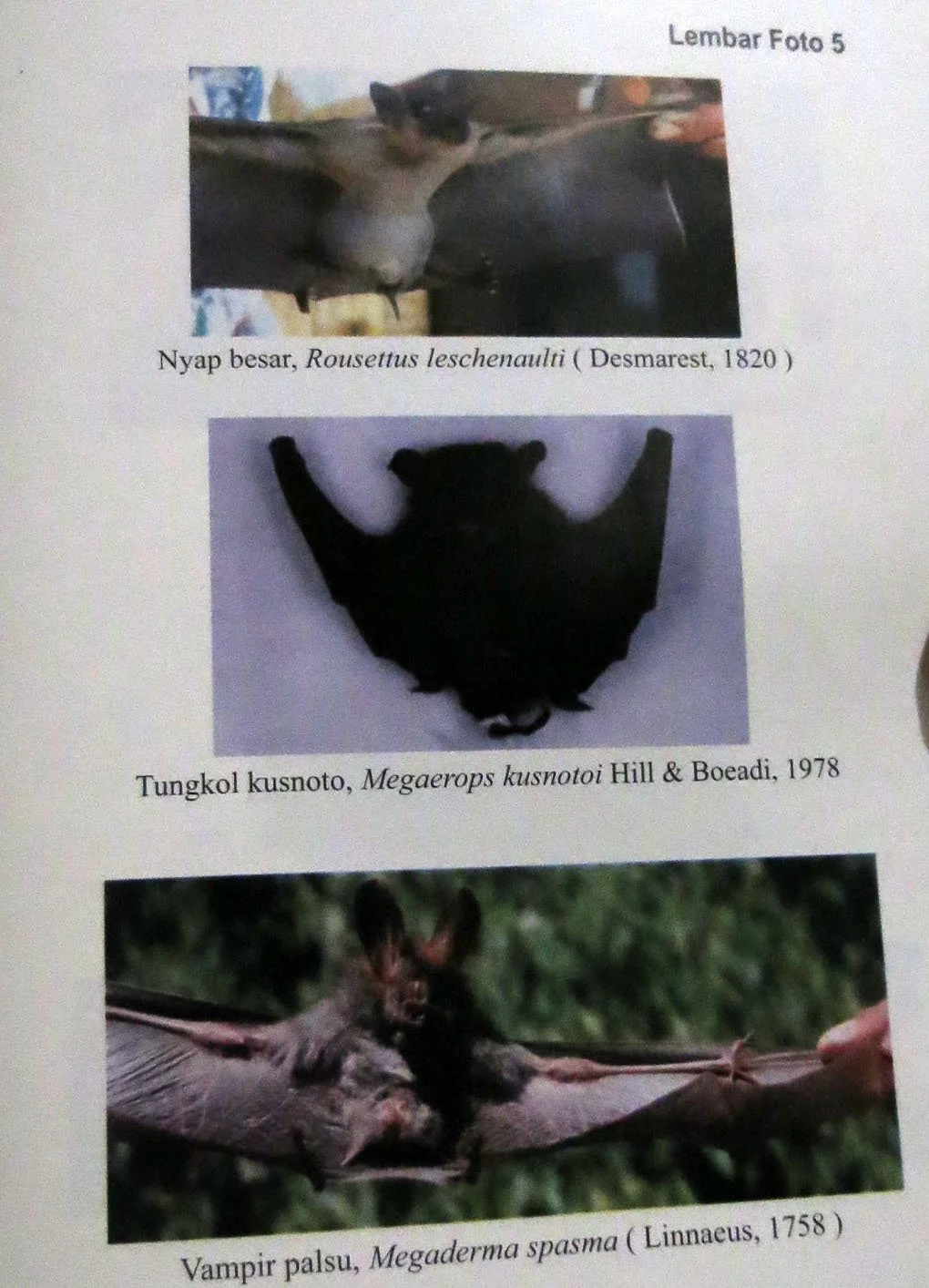 GEDE NATIONAL PARK - JAVA BARAT INDONESIA (48).JPG