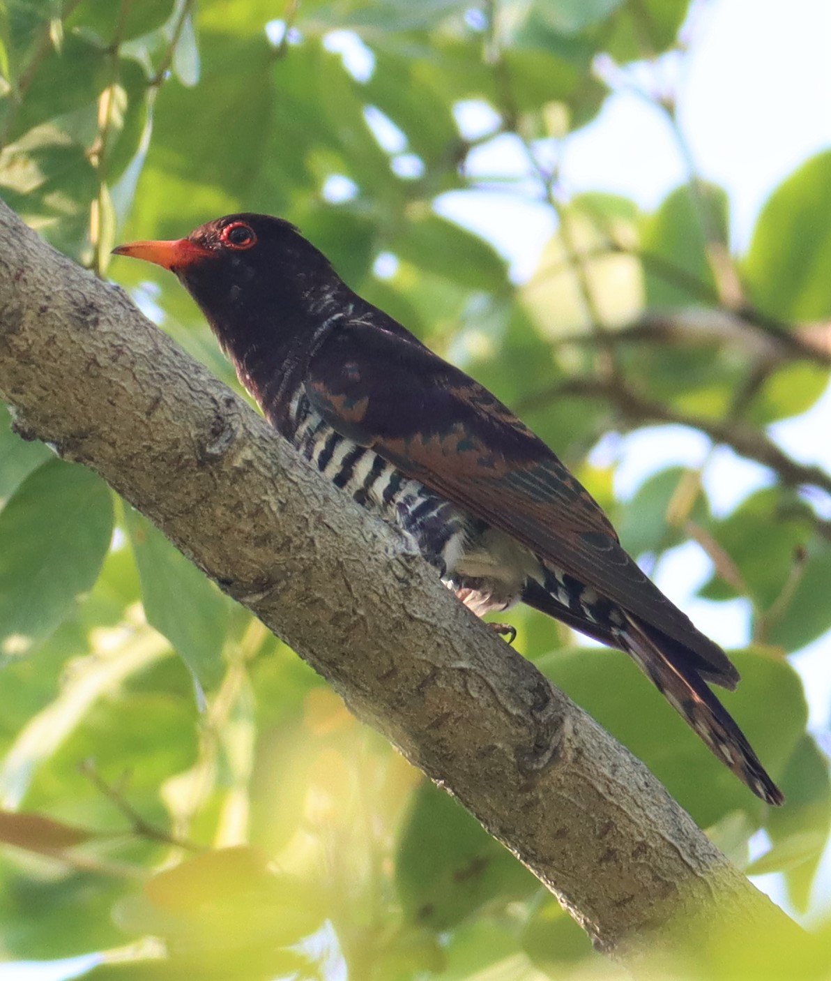 Violet Cuckoo (Chrysococcyx xanthorhynchus) Rama IX Park Bangkok (5).jpg