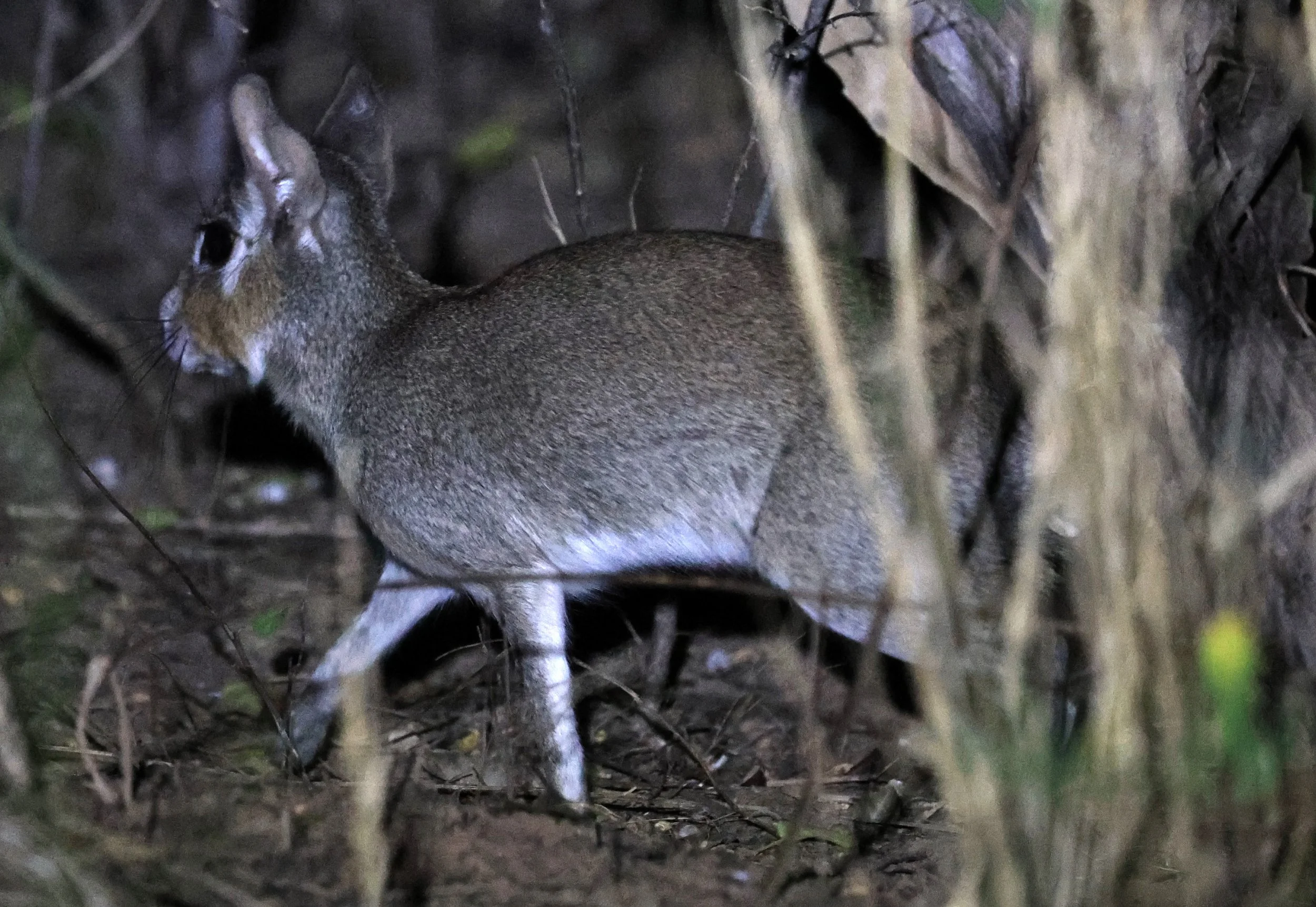 Chacoan Mara (Pediolagus salinicola) Agua Dulce Paraguay (14).jpg