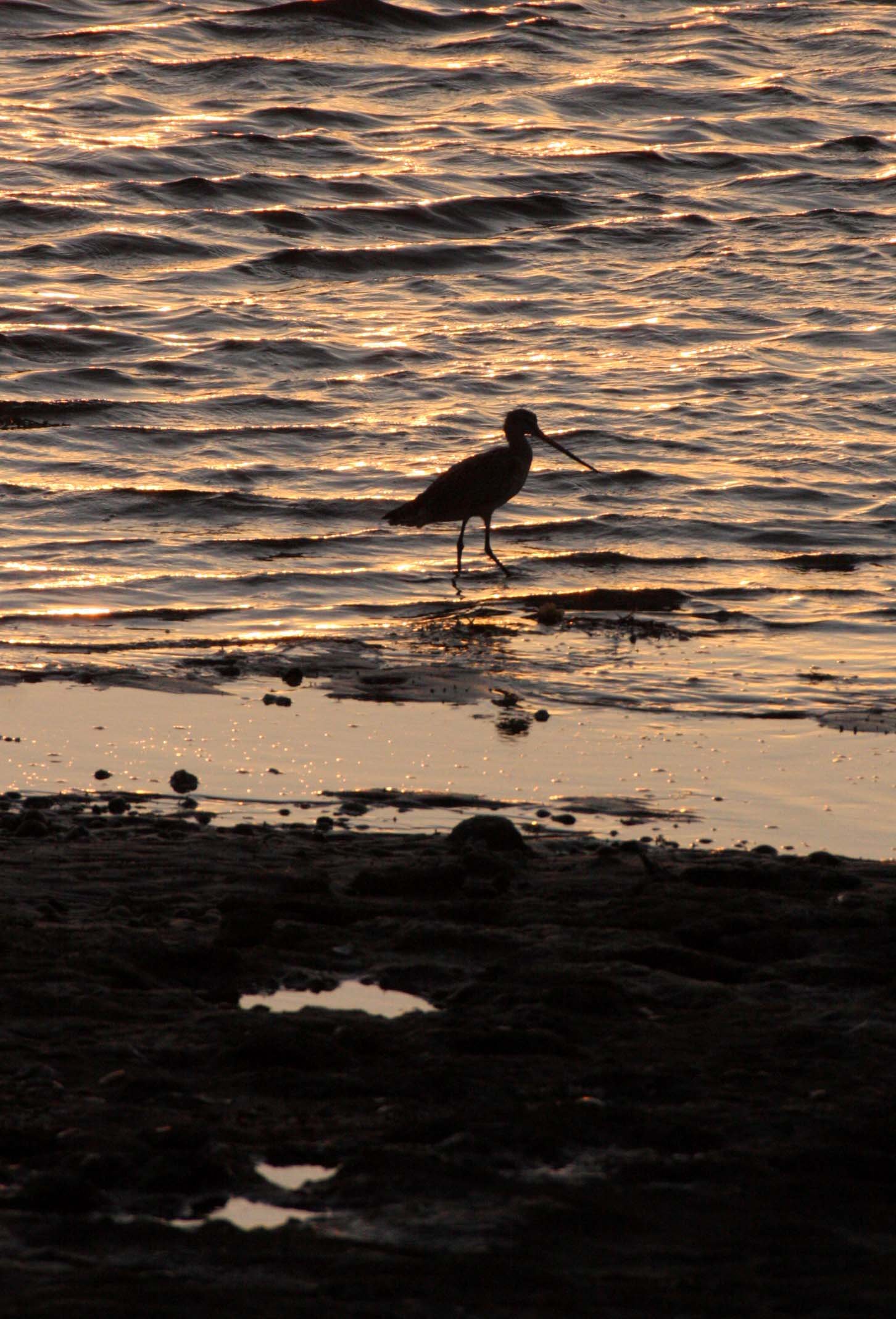 BIRD - GODWIT - MARBLED GODWIT - SUNSET IN SAN IGNACIO LAGOON BAJA MEXICO (4).JPG