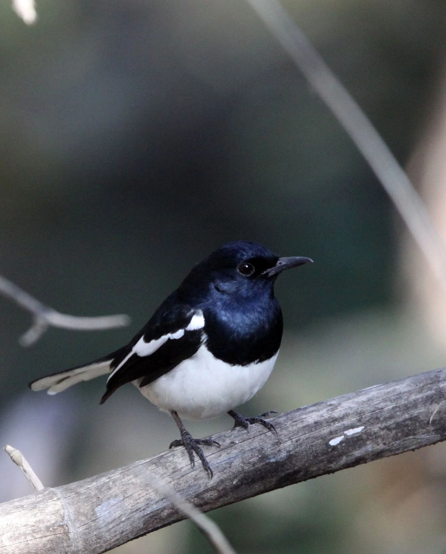BIRD - ROBIN - ORIENTAL MAGPIE ROBIN - SOMCHAT GUJARAT INDIA (2).JPG