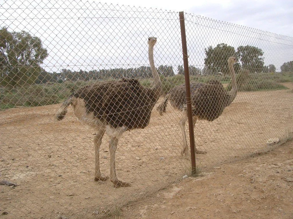 Shaumari Breeding Center