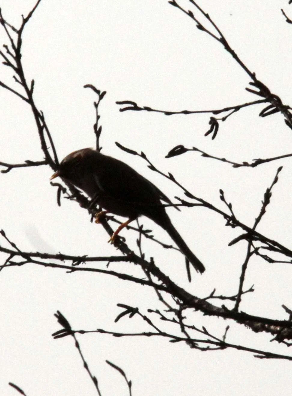 BIRD - SPECIES UNIDENTIFIED - WAWU SHAN SICHUAN CHINA (2).JPG