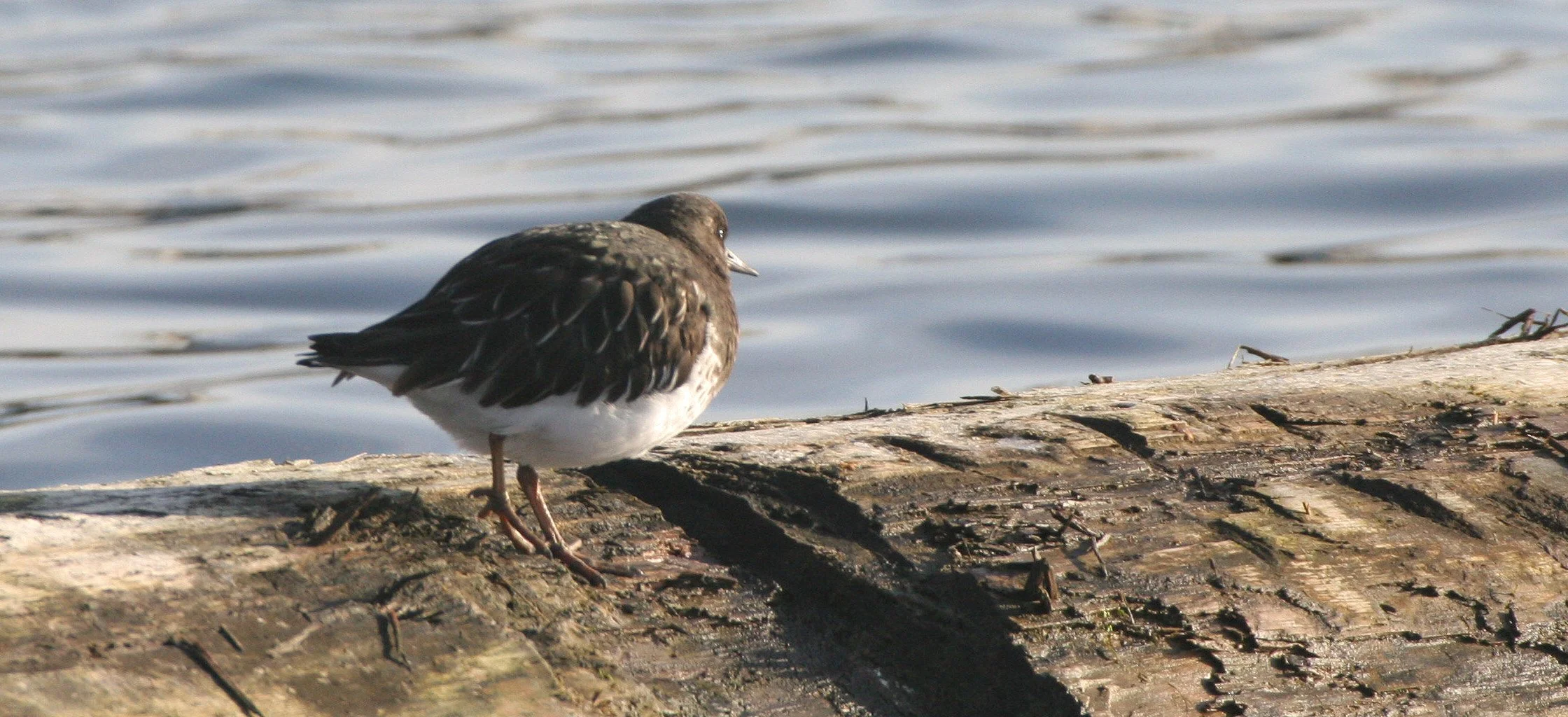 BIRD - TURNSTONE - BLACK TURNSTONE - PA HARBOR (10).jpg