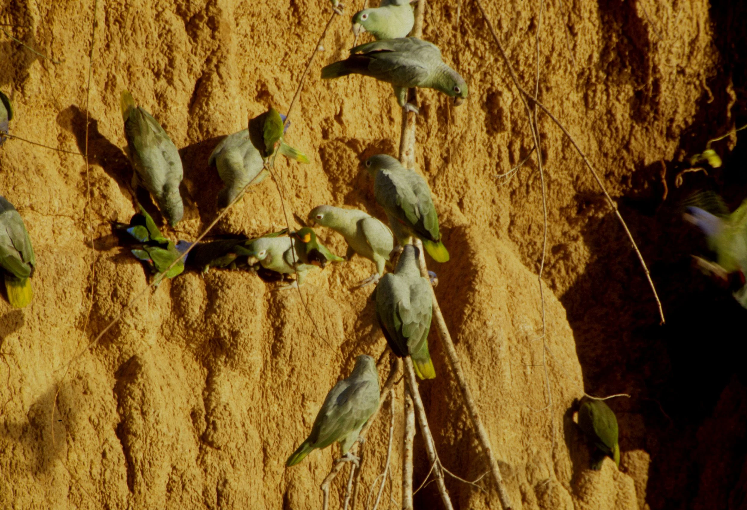 BIRD - PARROT - MEALY - MANU PERU B.jpg