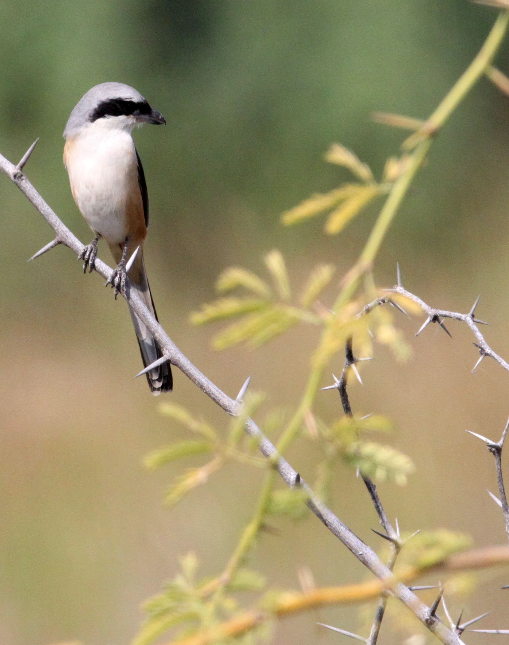 Long-tailed Shrike (Lanius schach) Blackbuck NP Gujarat India (4).JPG