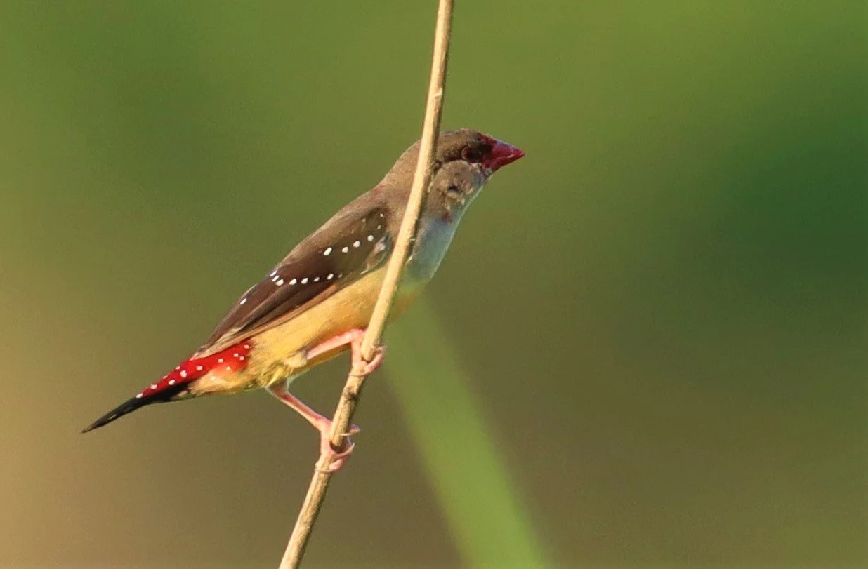 RED AVADAVAT - Amandava amandava - LAT KRABANG RICE FIELDS AT THAP YAO (110).jpg
