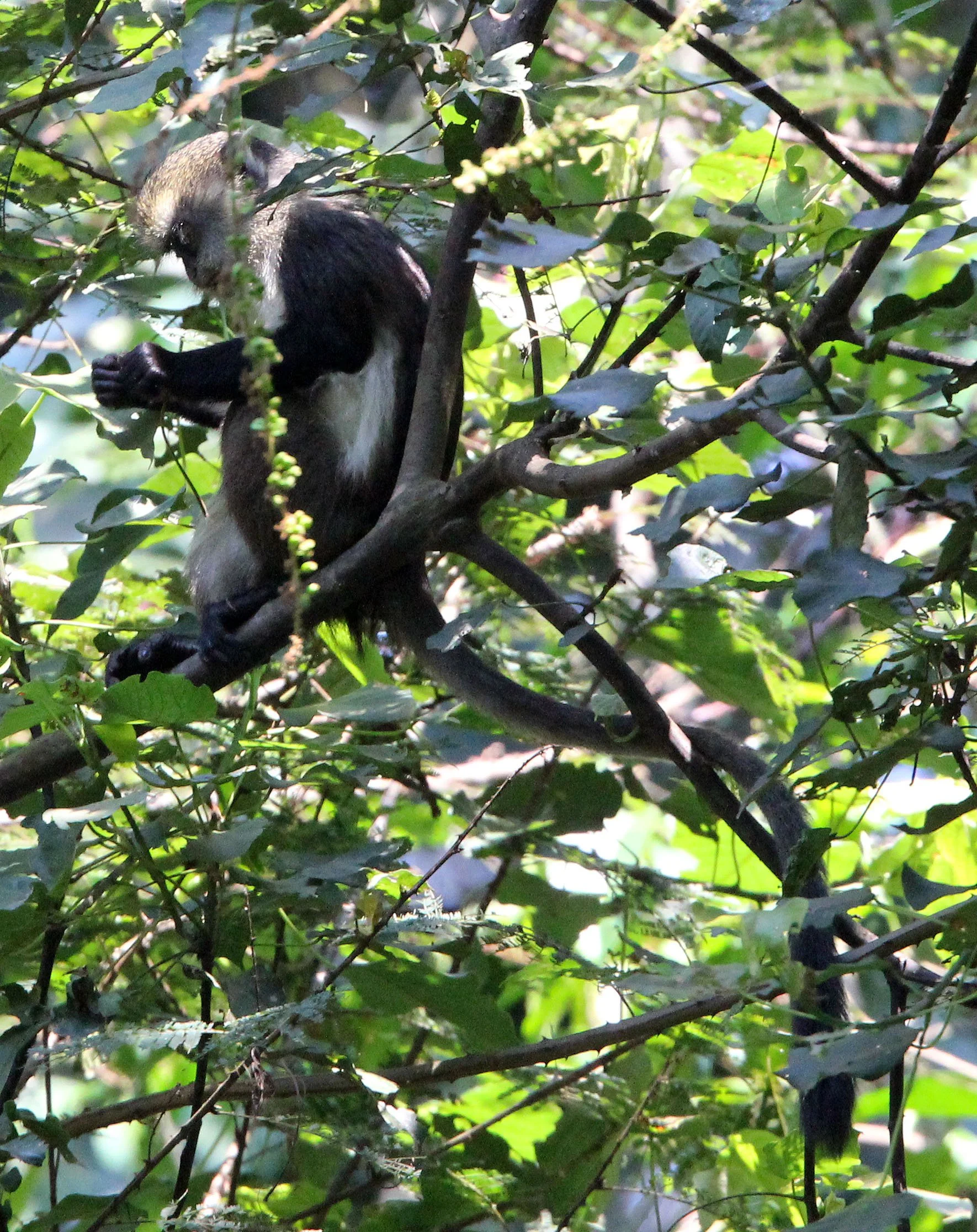 CERCOPITHECIDAE - Cercopithecus denti - DENT'S MONKEY - NYUNGWE NATIONAL PARK RWANDA (270).JPG