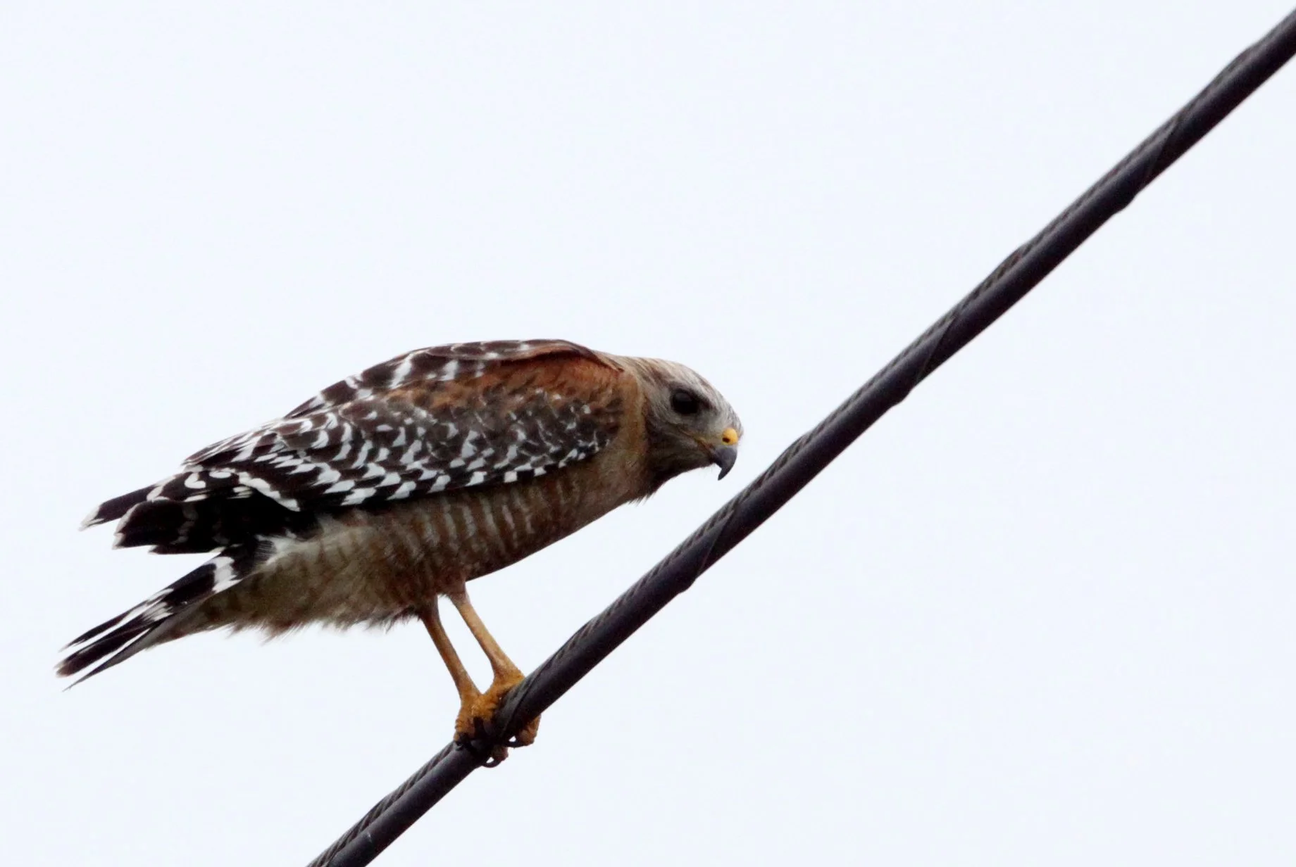 Buteo lineatus - RED-SHOULDERED HAWK - ARCATA BOTTOMLANDS CALIFORNIA (1).JPG