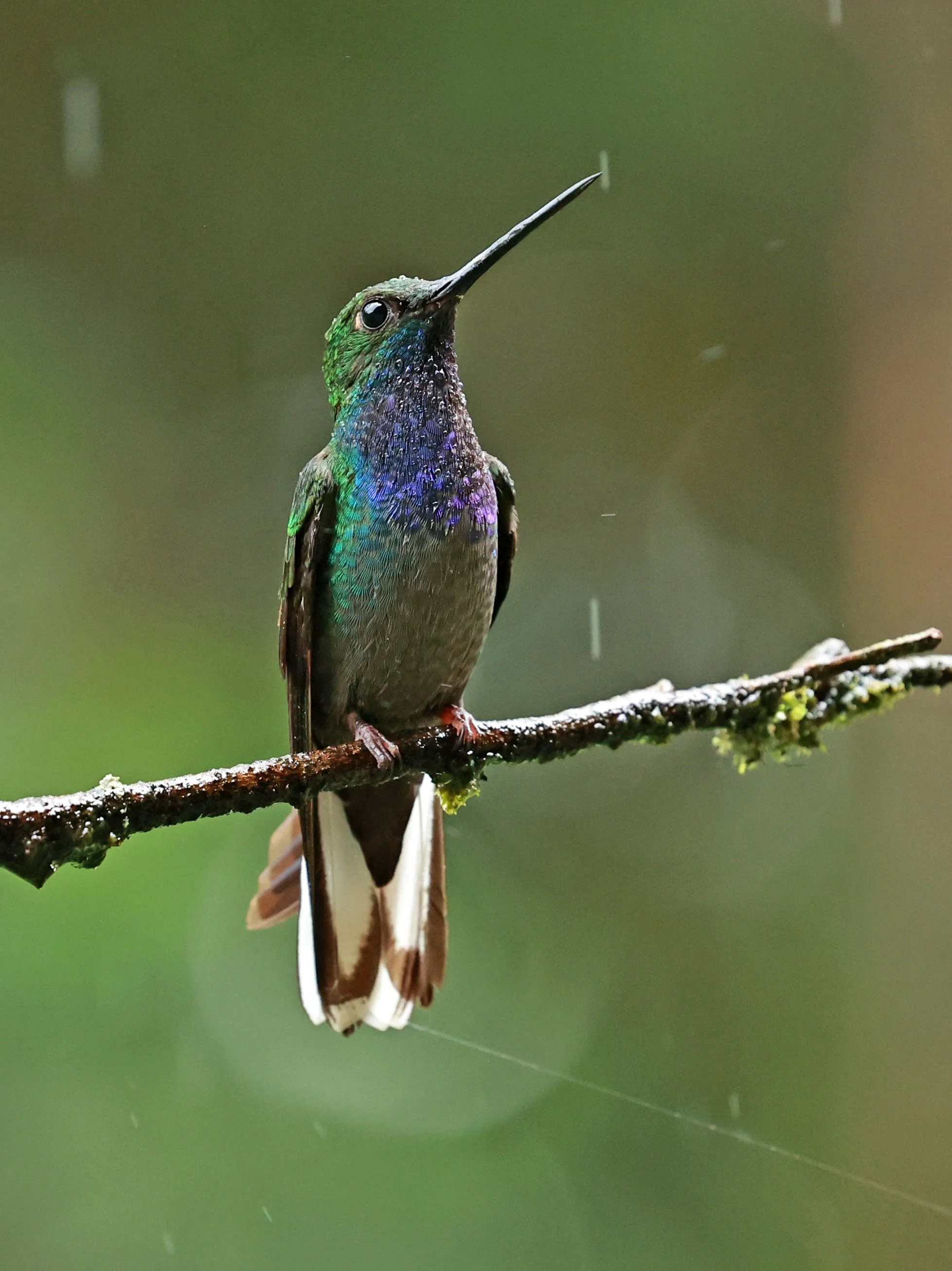 Hummingbird - Rufous-gaped Hillstar - Urochroa bougueri - San Isidro Lodge, Ecuador (20).jpg