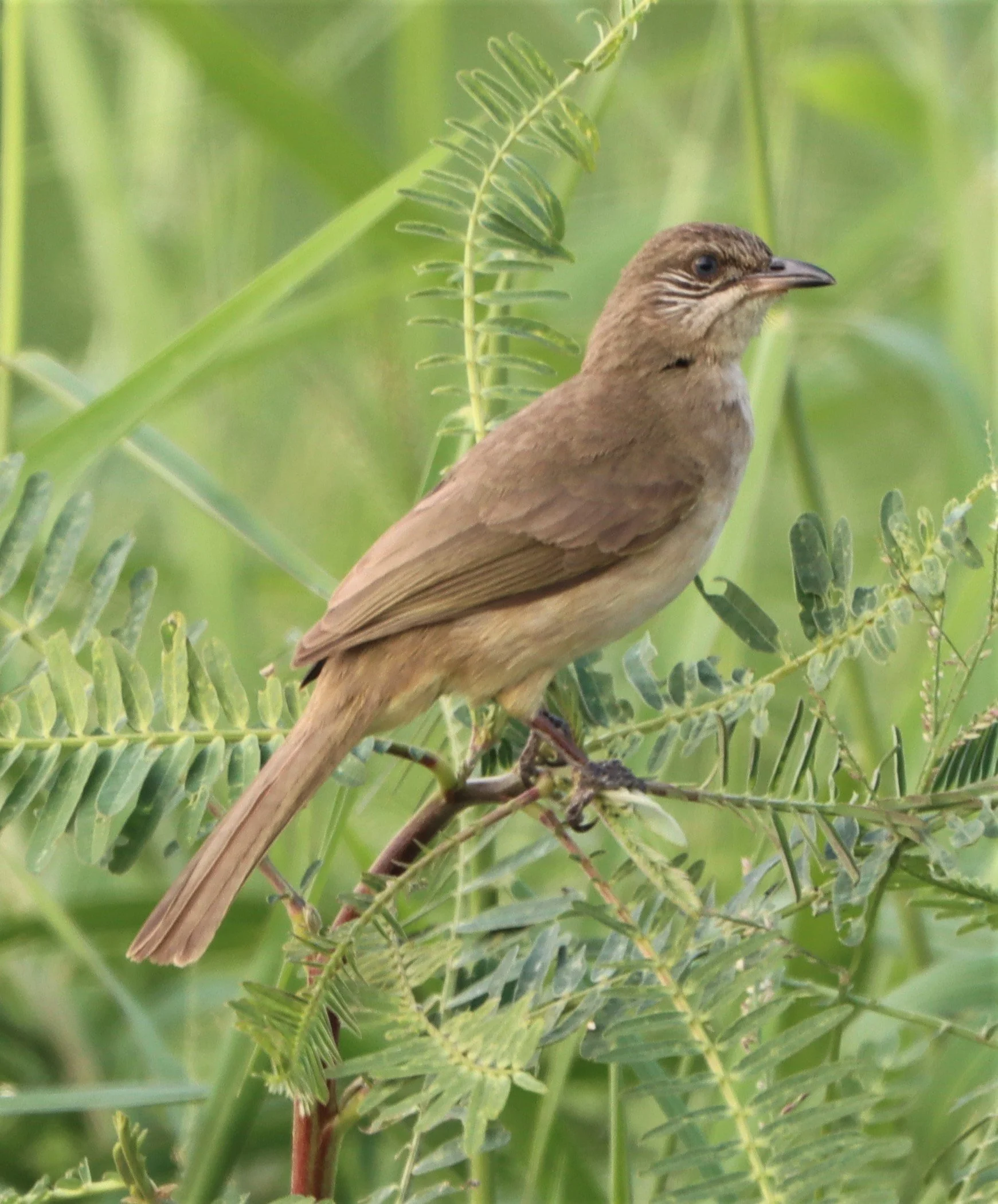 BULBUL - STREAK-EARED BULBUL - Pycnonotus blanfordi - LAT KRABANG WETLANDS NEAR BKK (11).jpg