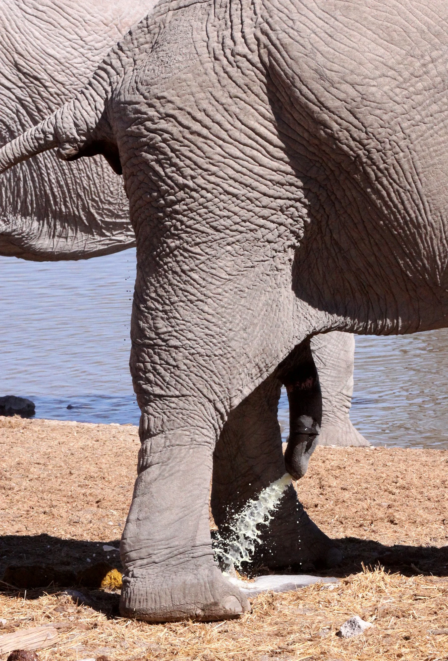 ELEPHANT - AFRICAN ELEPHANT - ETOSHA NATIONAL PARK NAMIBIA (132).JPG