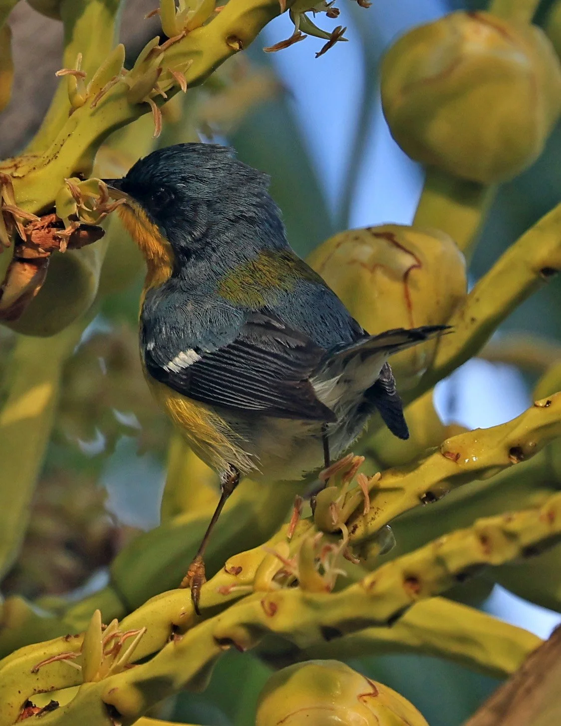 Tropical Parula (Setophaga pitiayumi) Superagui National Park, Brazil (4).jpg