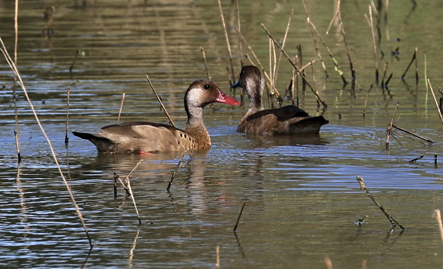 Brazilian Teal (Amazonetta brasiliensis) Agua Dulce Paraguay (1).jpg