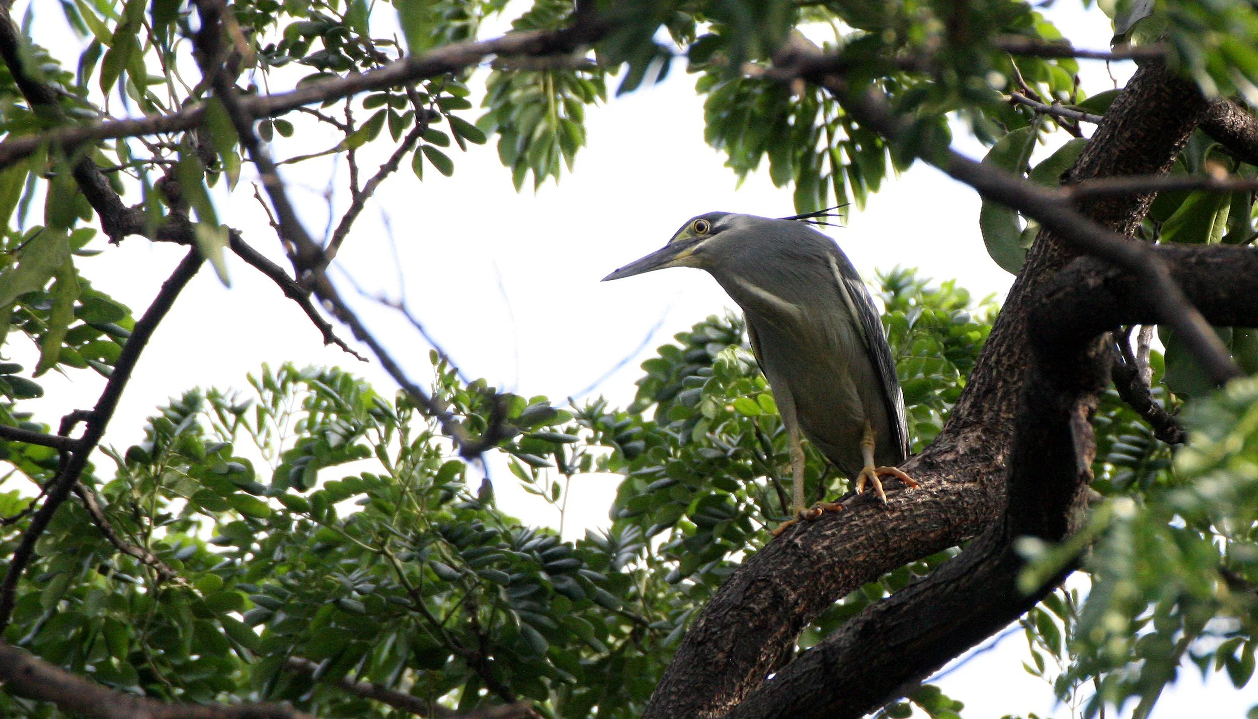 HERON - LITTLE HERON - Butorides striatus - LUMPINI PARK THAILAND (10).JPG